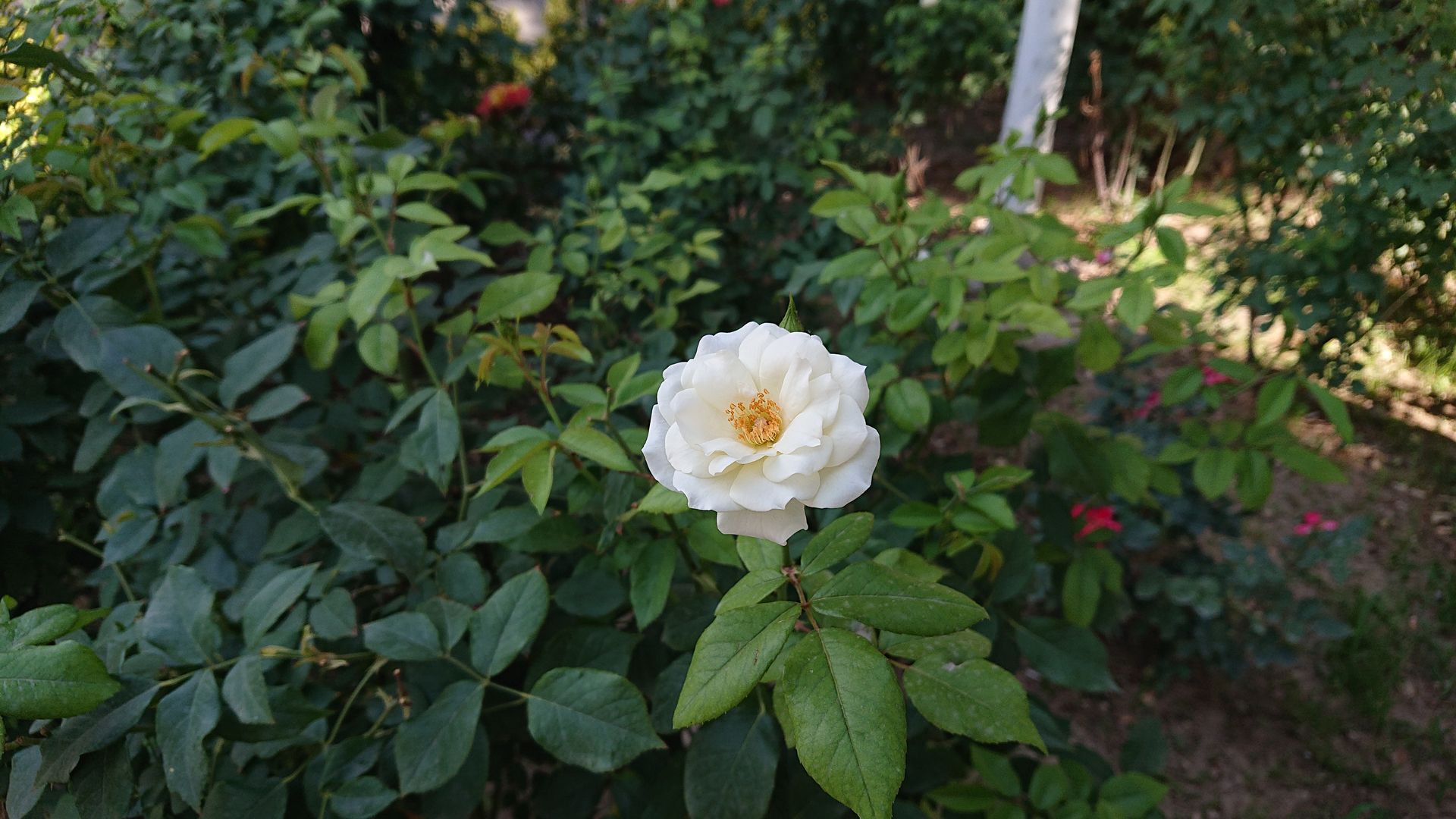 نمونه تصاویر ثبت‌شده با اکسپریا ایکس‌ زد ۲ کامپکت