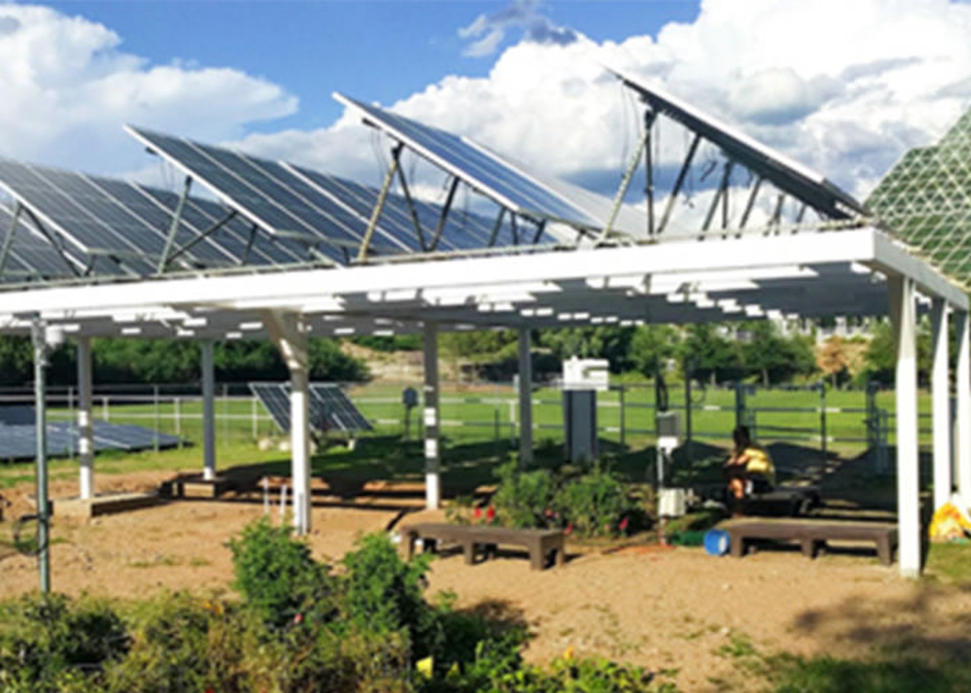 کشت گیاه زیر صفحات خورشیدی