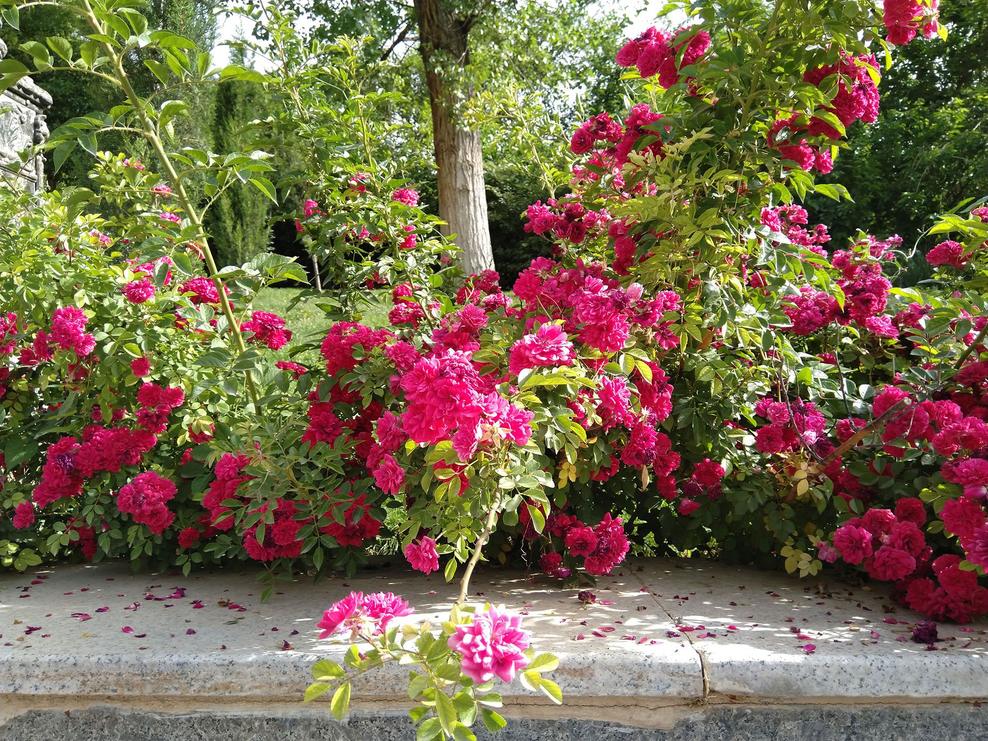 نمونه تصویر