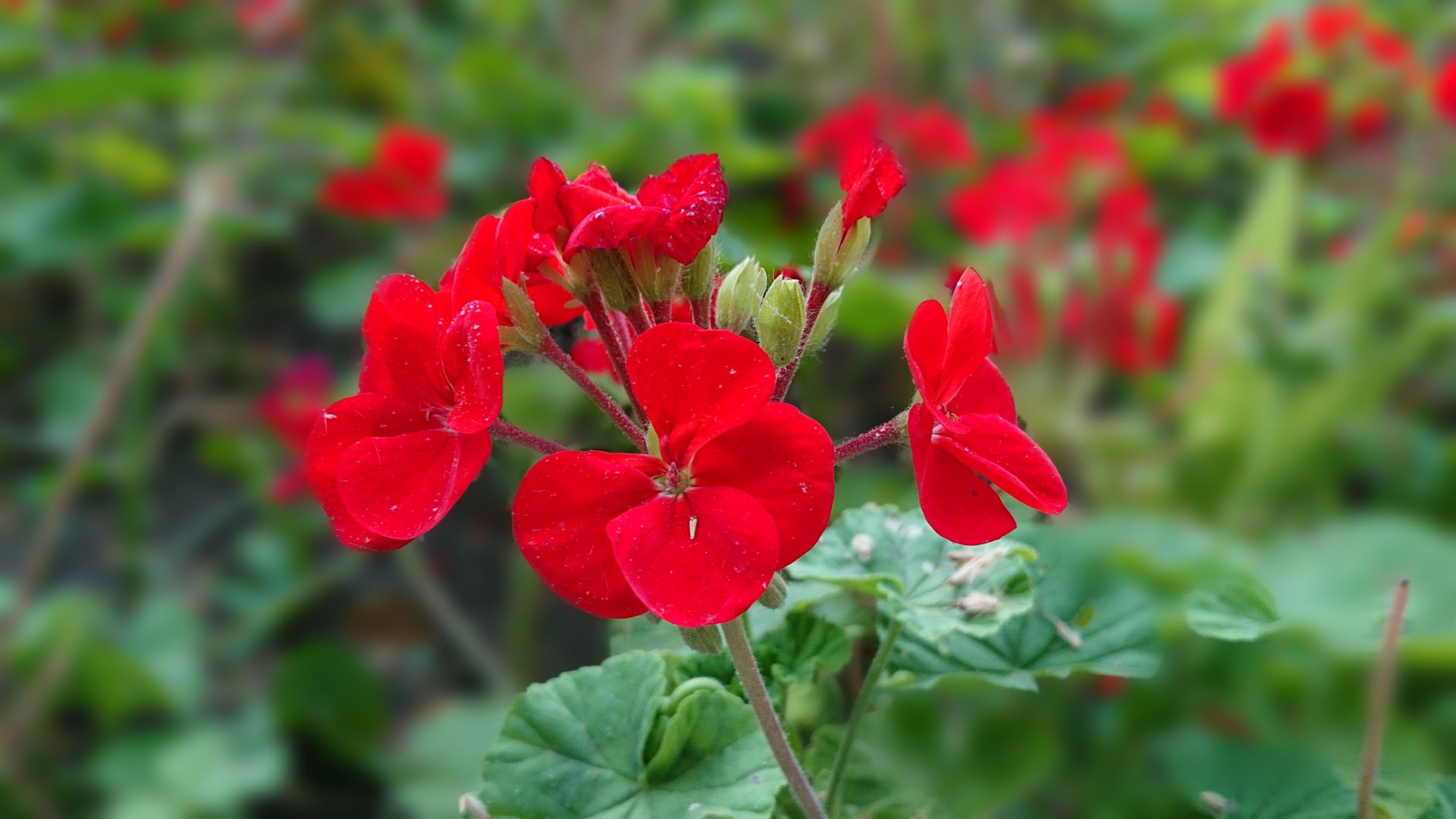 نمونه تصاویر ثبت‌شده با اکسپریا ایکس‌ زد ۲ کامپکت