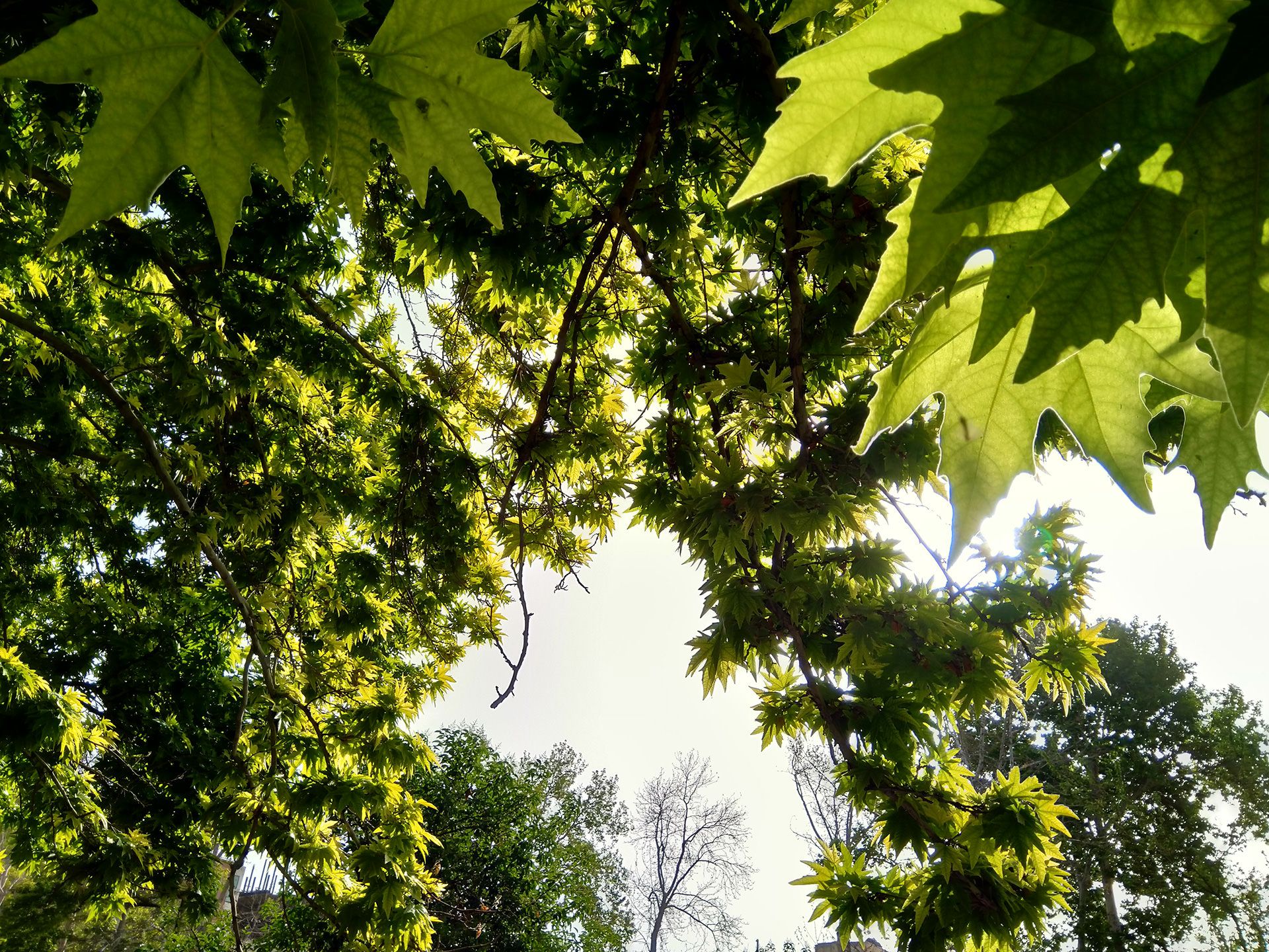 نمونه تصویر