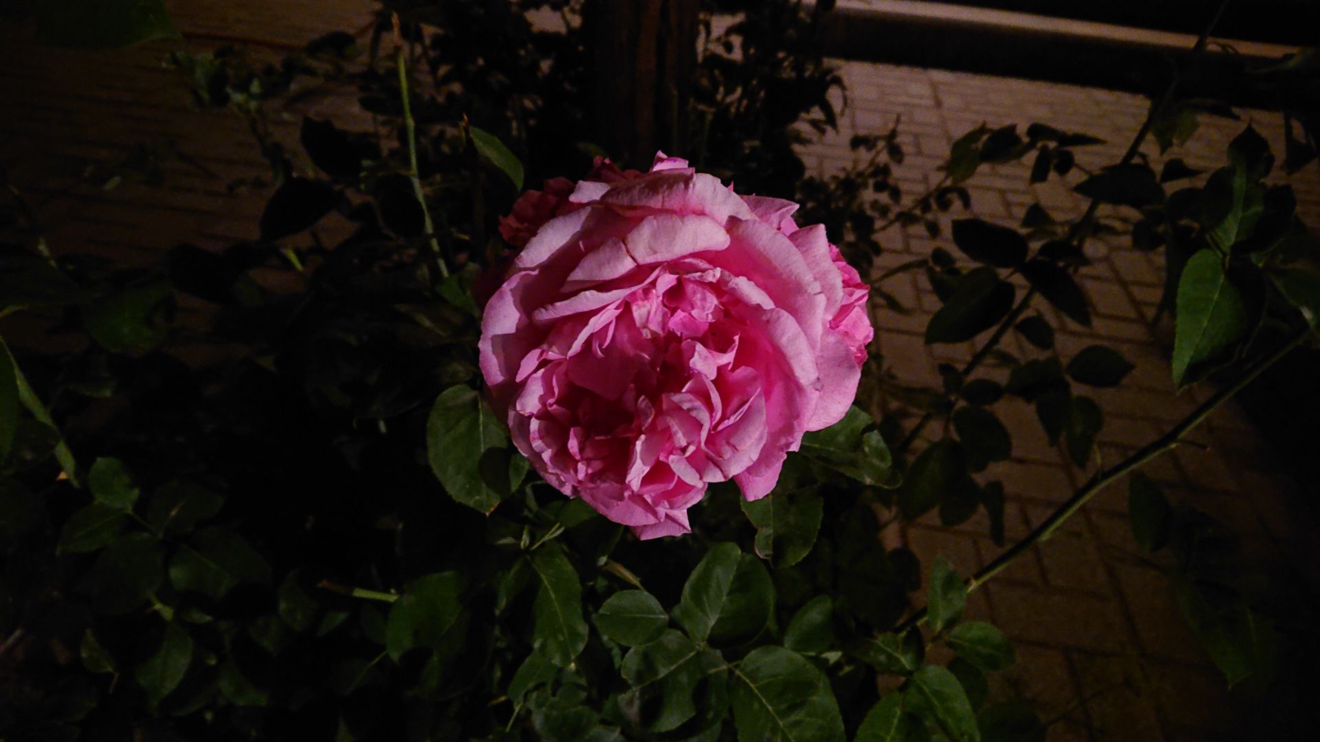 نمونه تصاویر ثبت‌شده با اکسپریا ایکس‌ زد ۲ کامپکت