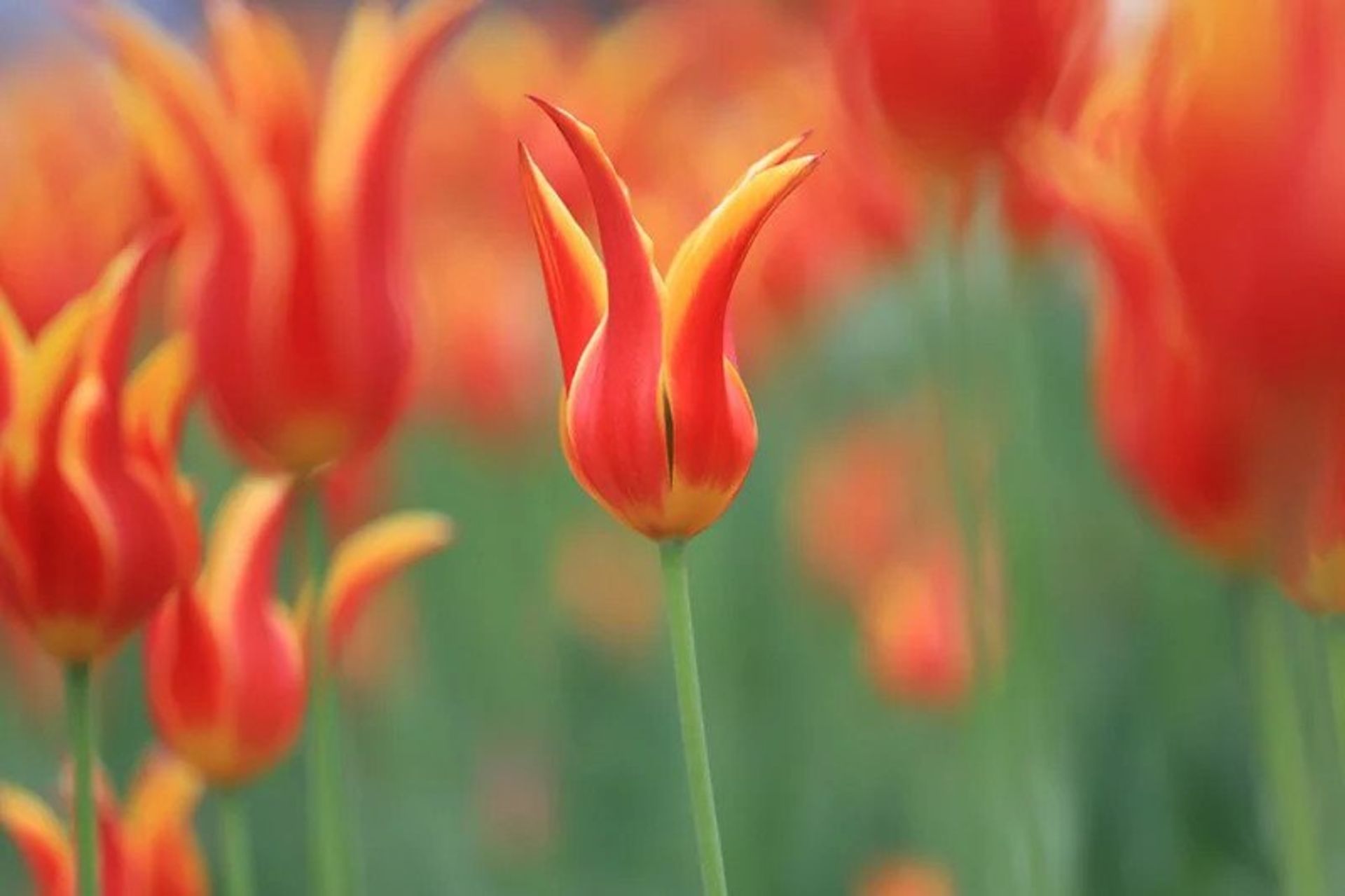 تصاویر ثبت شده با لنز جدید EF کانن