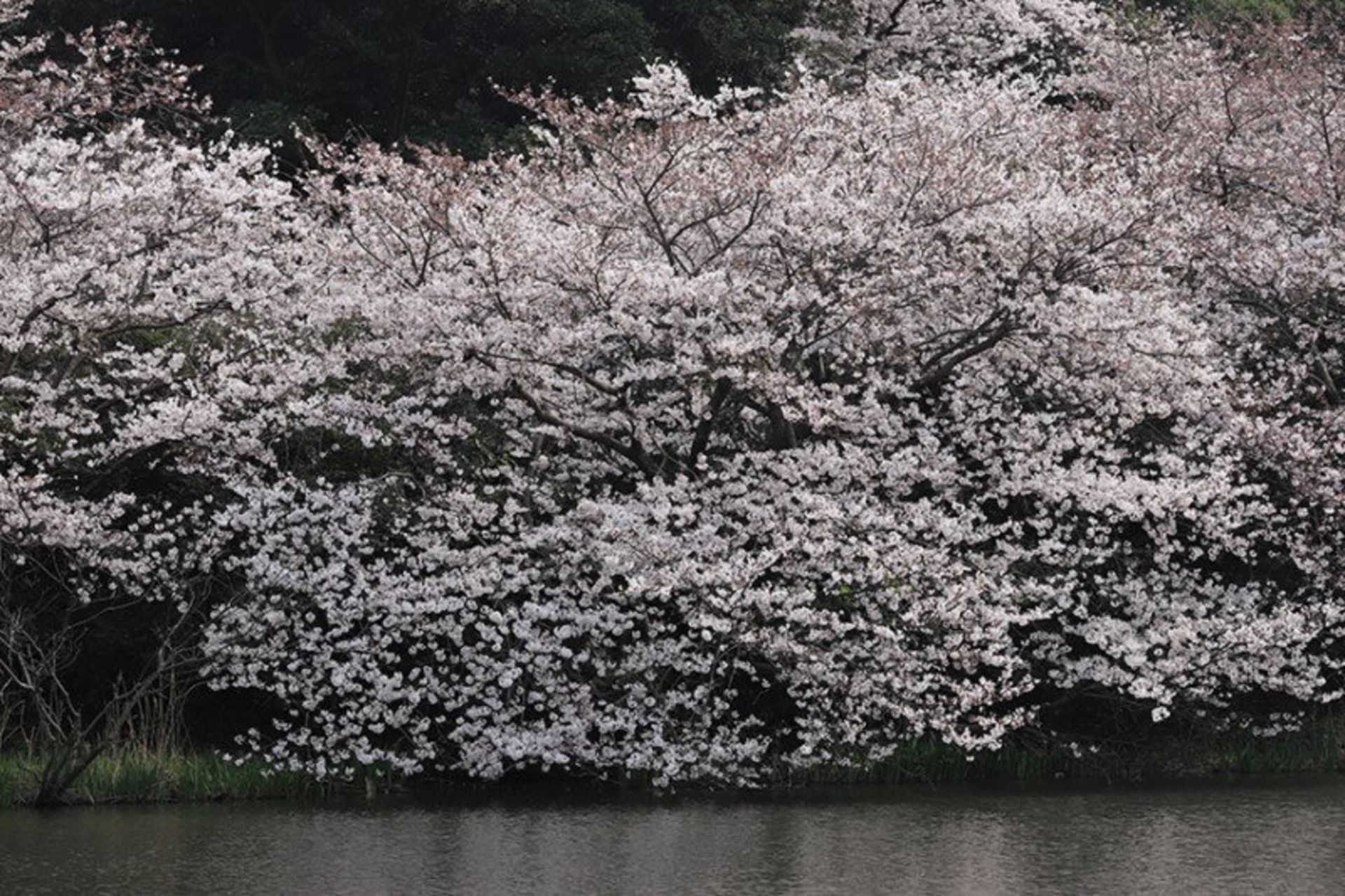 تصاویر ثبت شده با لنز جدید EF کانن