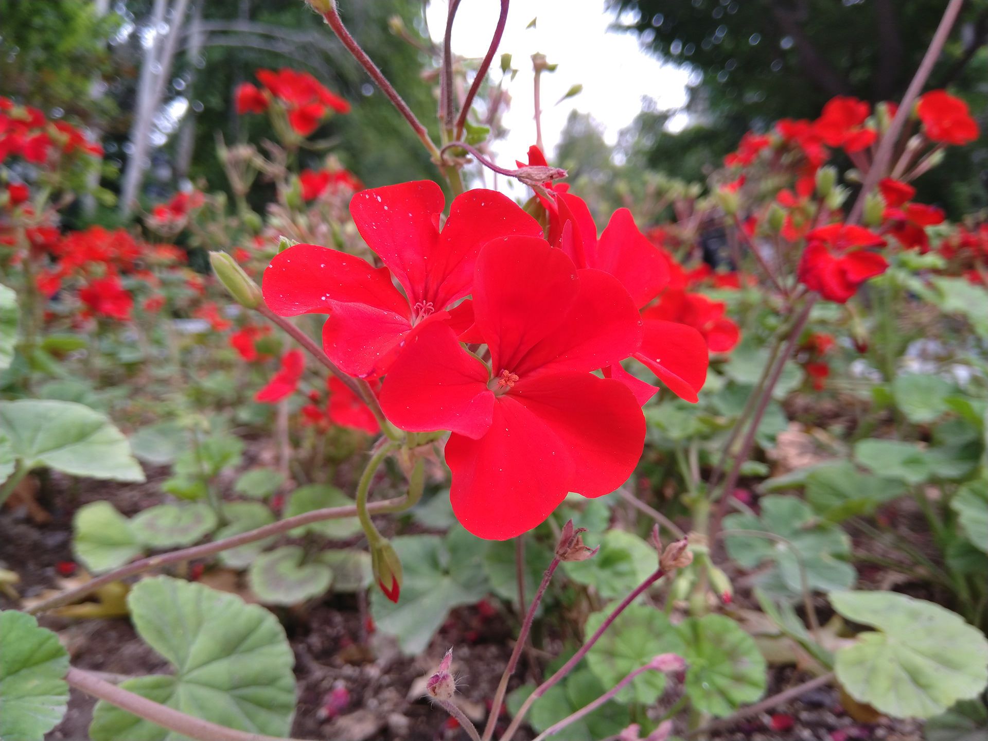 نمونه تصویر