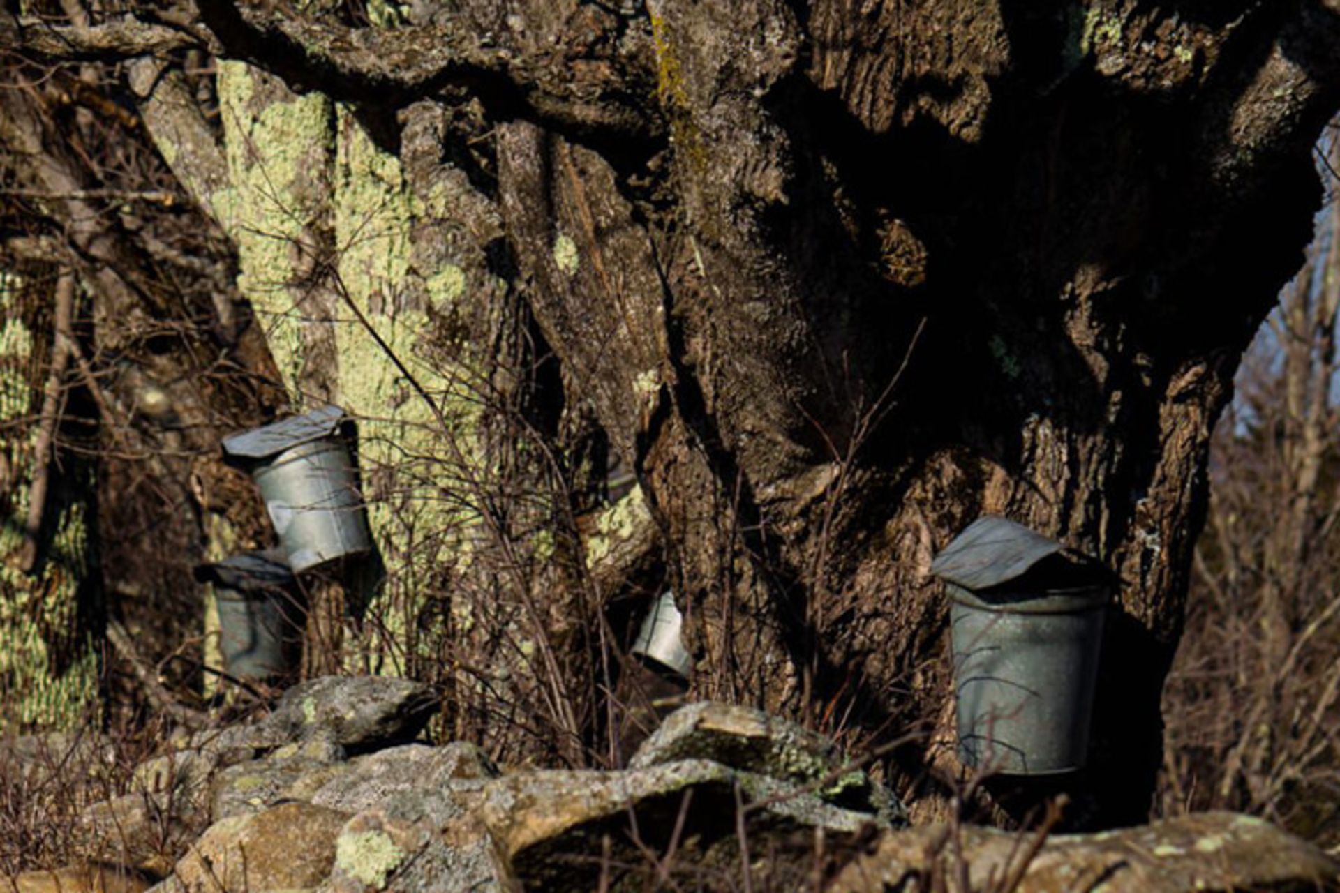 بهار ورمانت