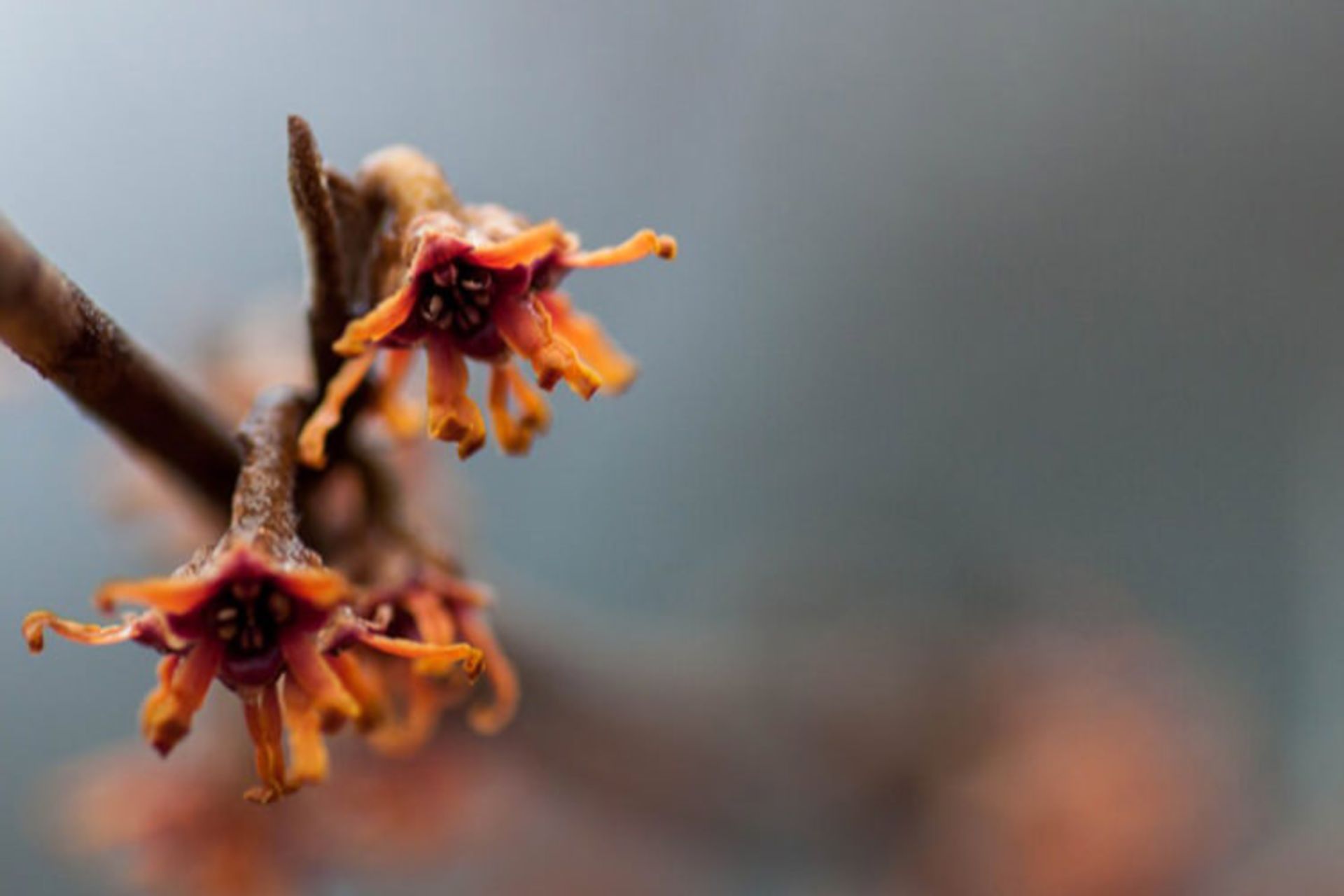 زمستان ورمانت