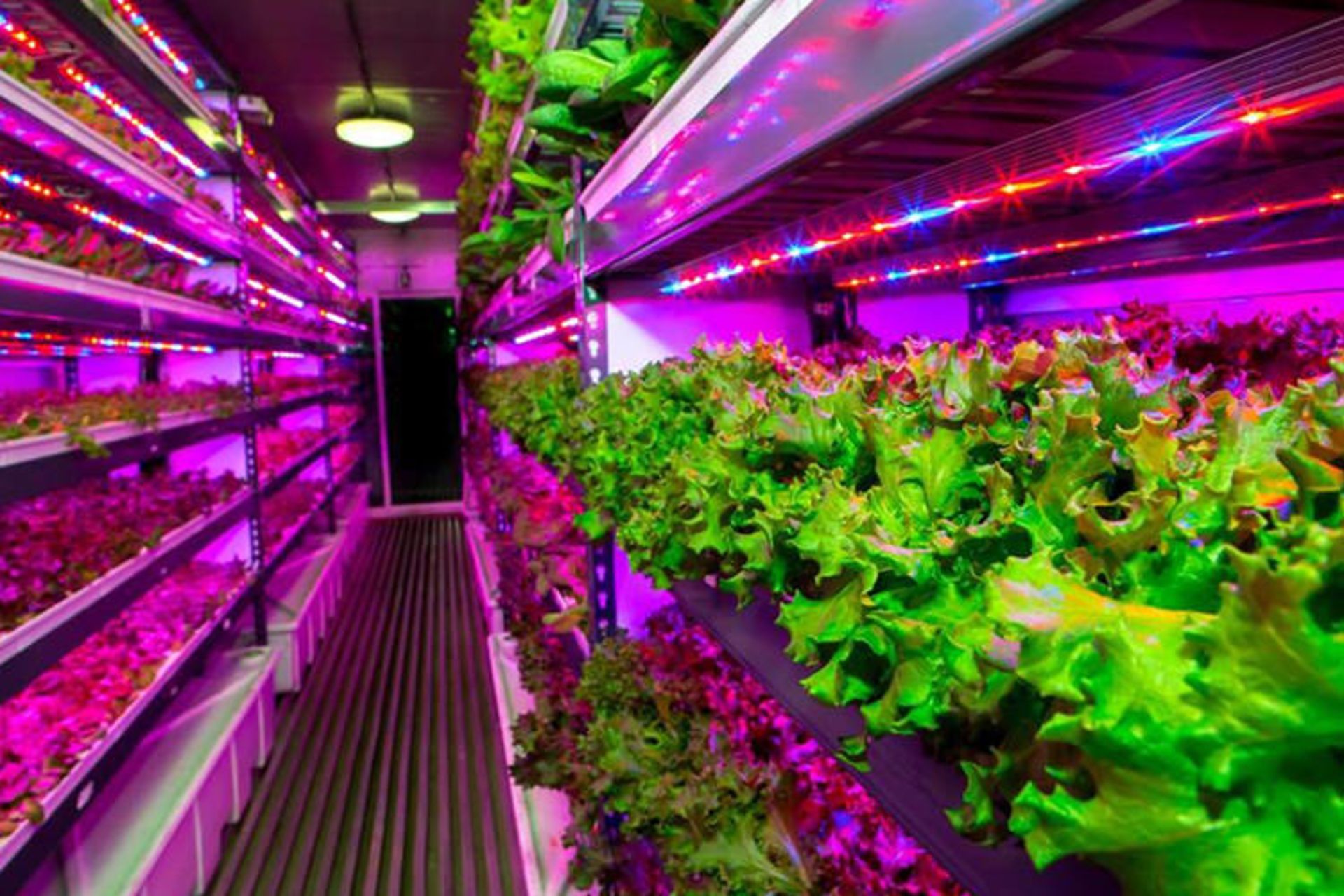 vertical farm / مزرعه عمودی