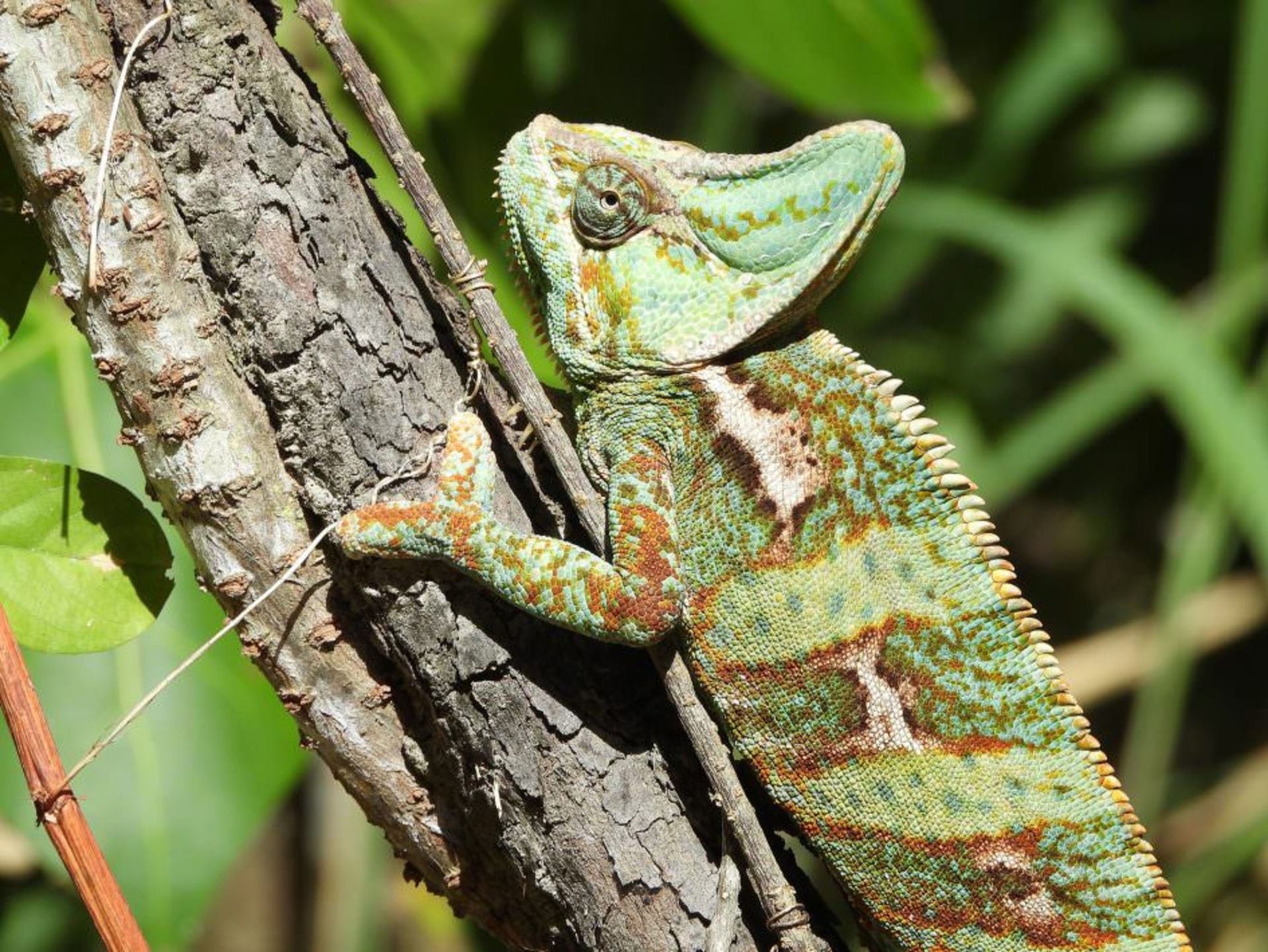 نمونه تصاویر دوربین نیکون P1000