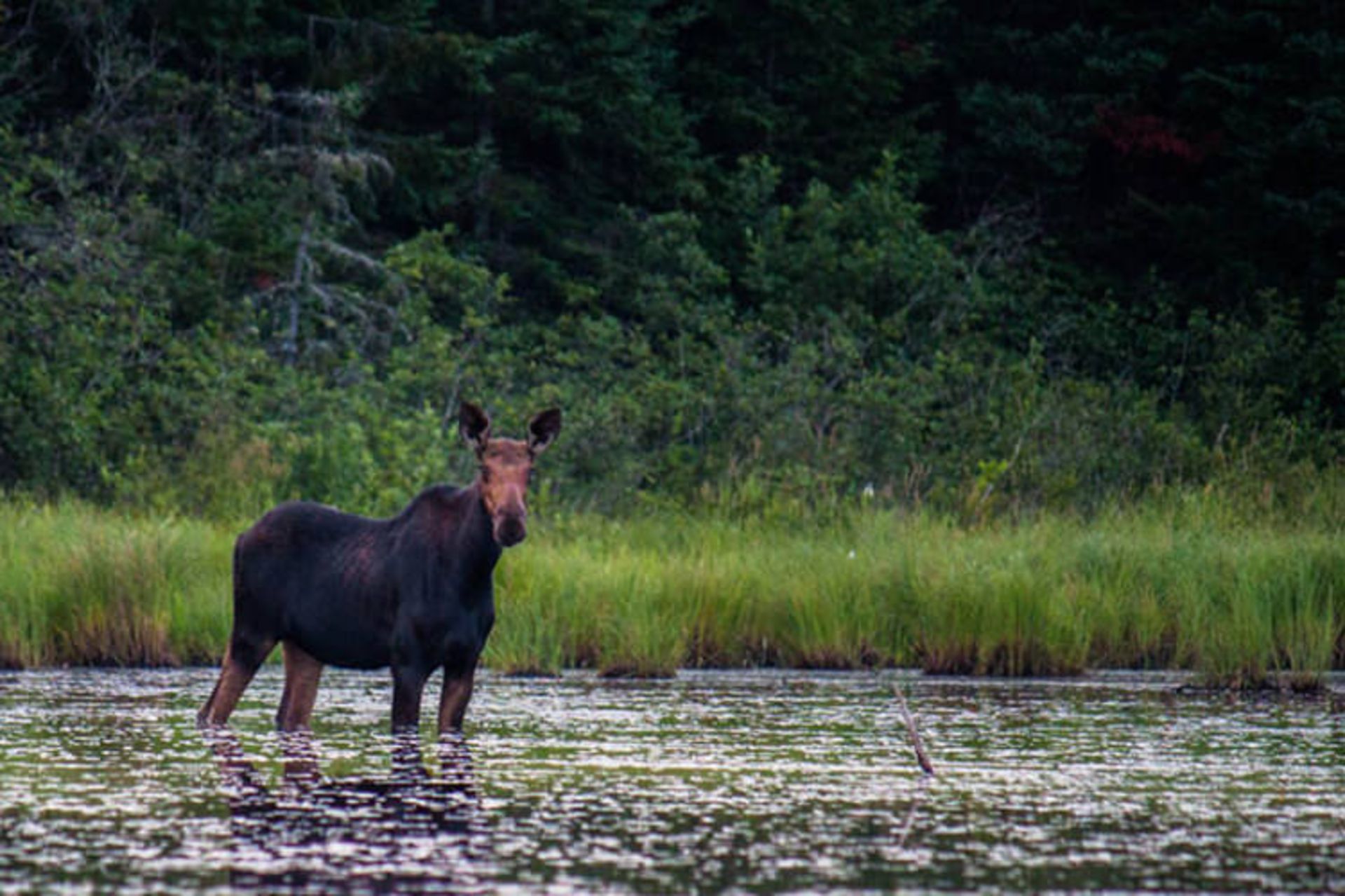 تابستان ورمانت