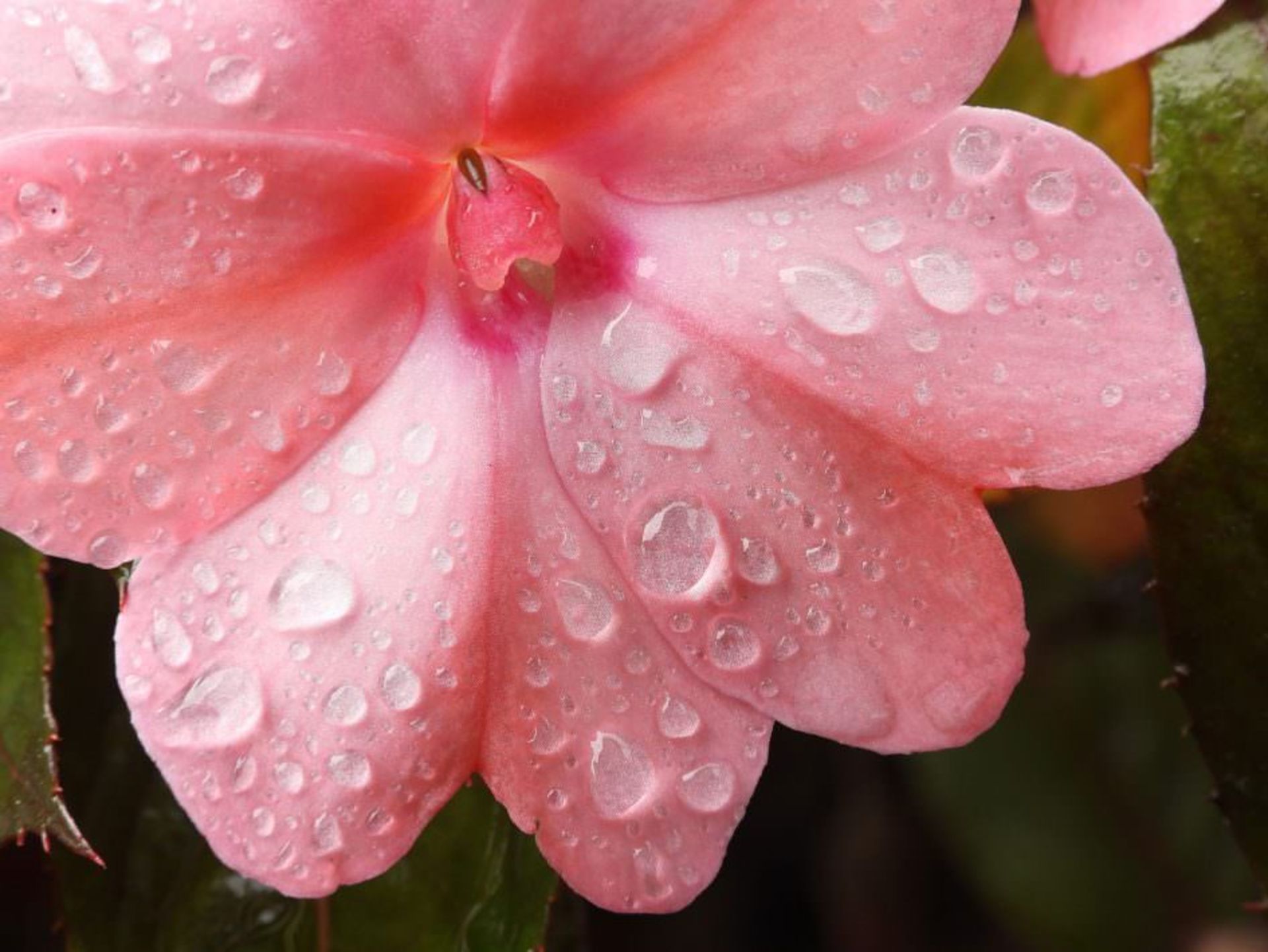 نمونه تصاویر دوربین نیکون P1000