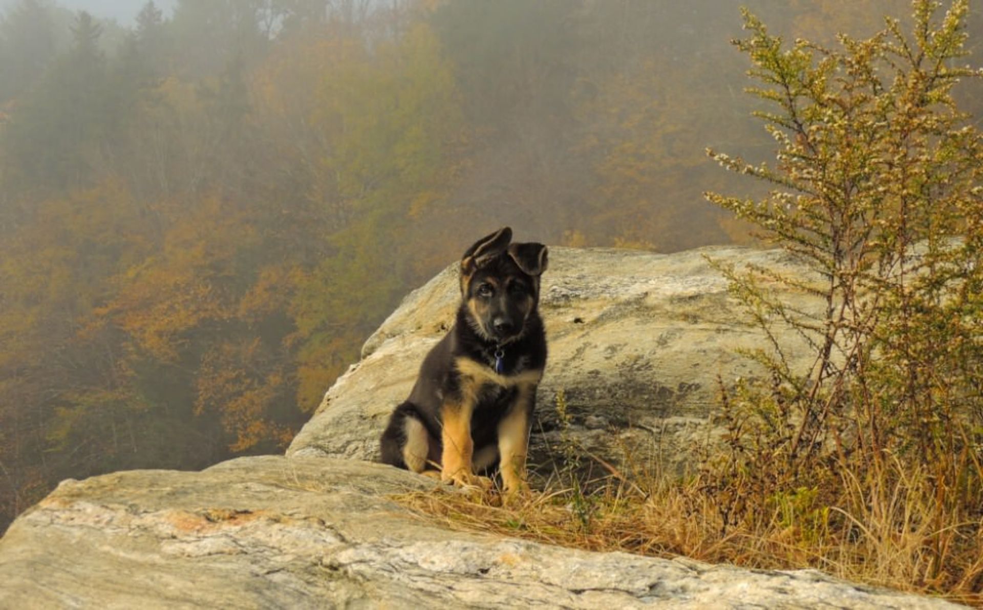 پاییز ورمانت