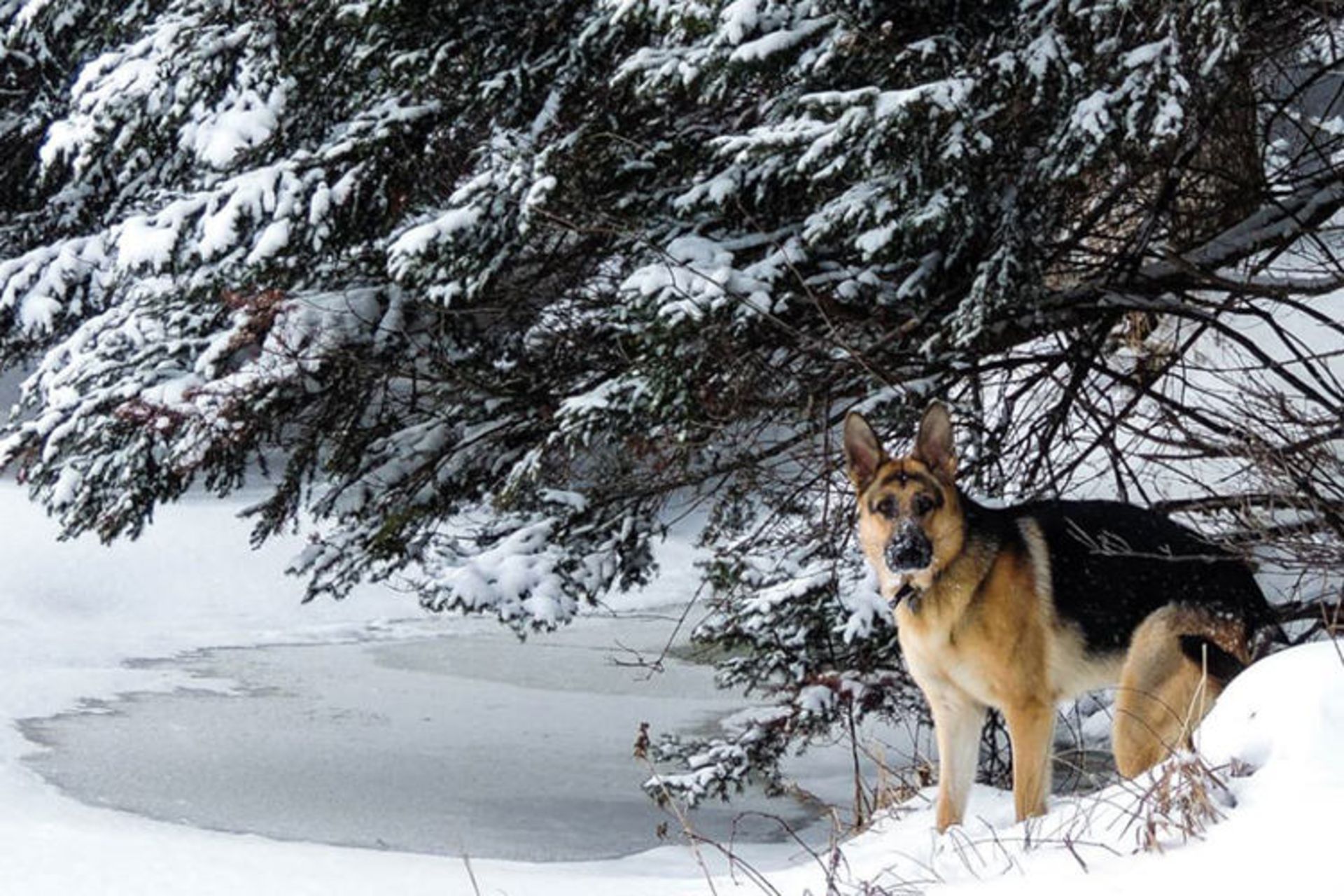 زمستان ورمانت