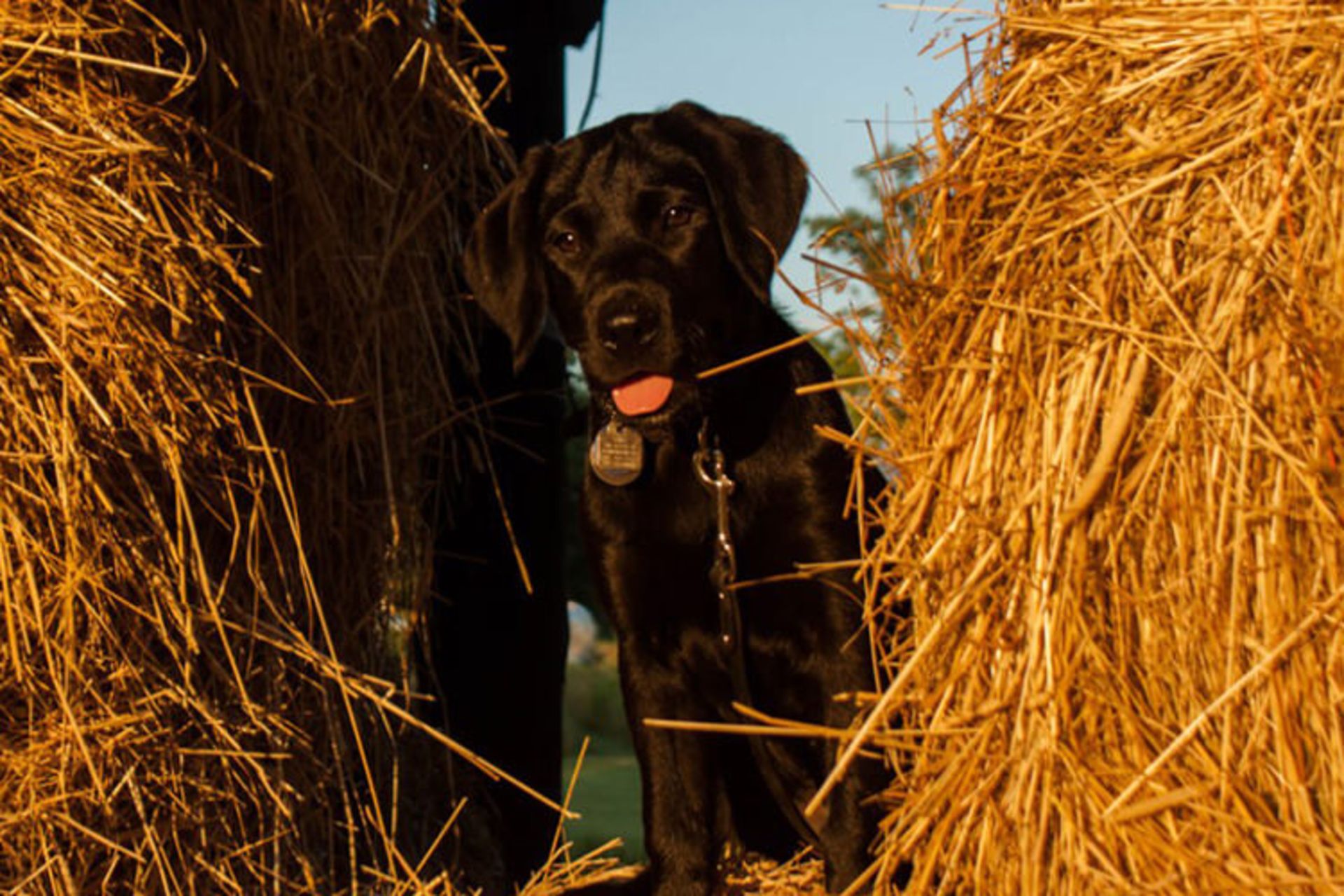 تابستان ورمانت