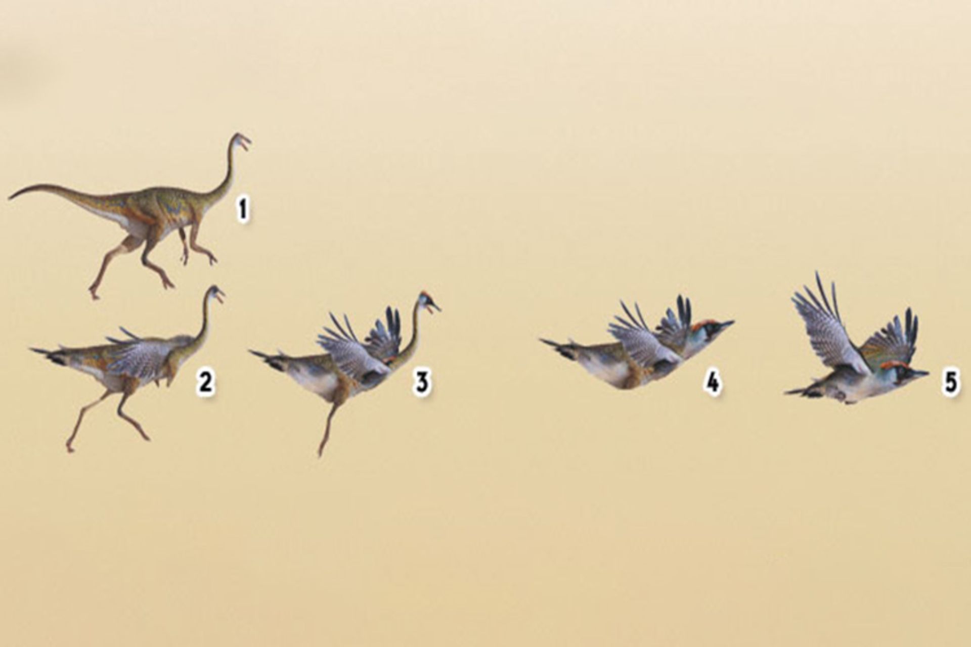 مرجع متخصصين ايران تكامل پرندگان / birds evolution