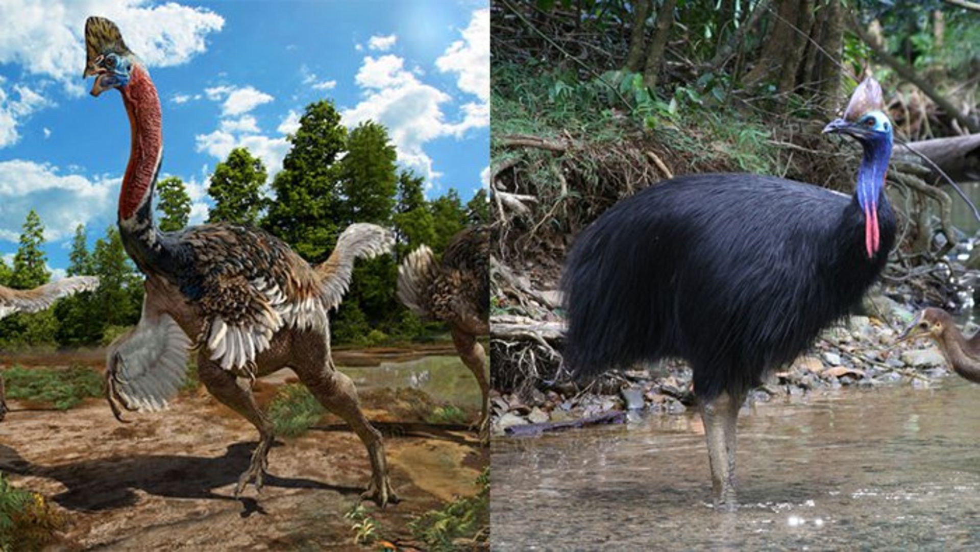 مرجع متخصصين ايران كوريتوراپتور ژاكوبي /Corythoraptor jacobsi