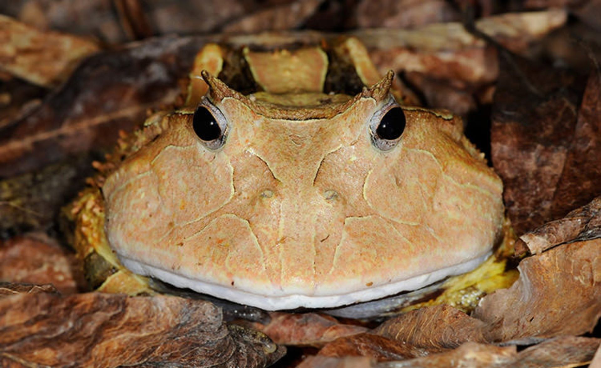 قورباغه‌ها جواهرات زیبای طبیعت