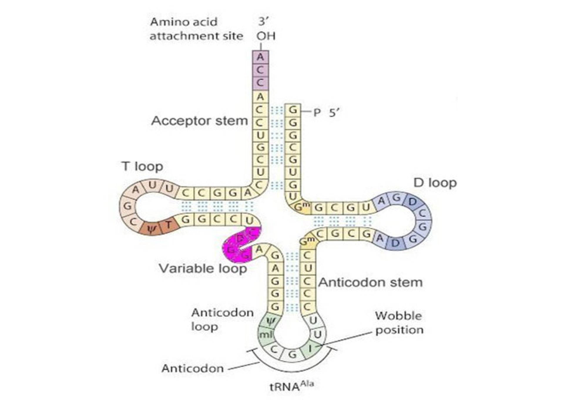 ساختار ملکول tRNA