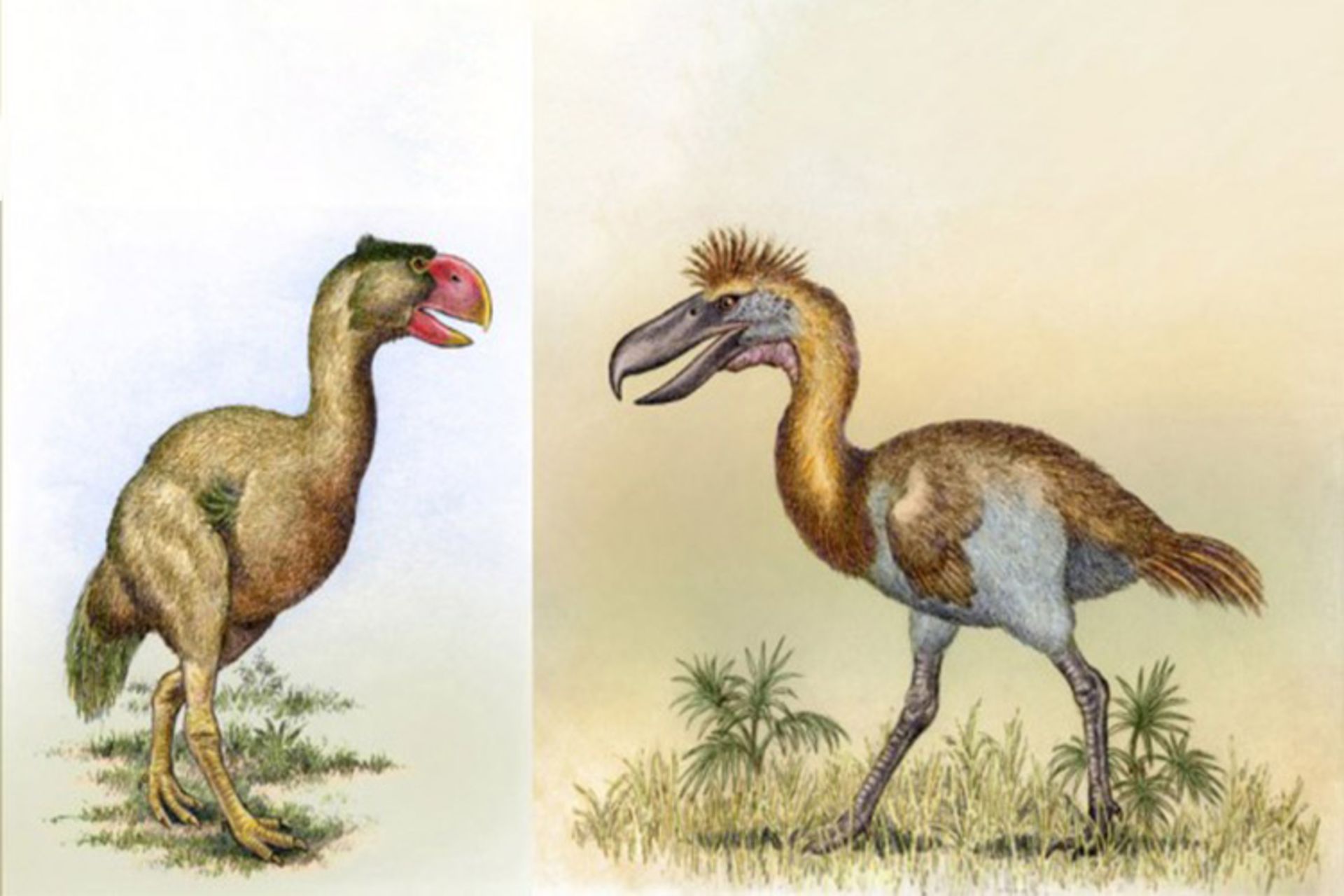 مرجع متخصصين ايران گاستورنيس و ليتورنيس / Gastornis & Lithornis