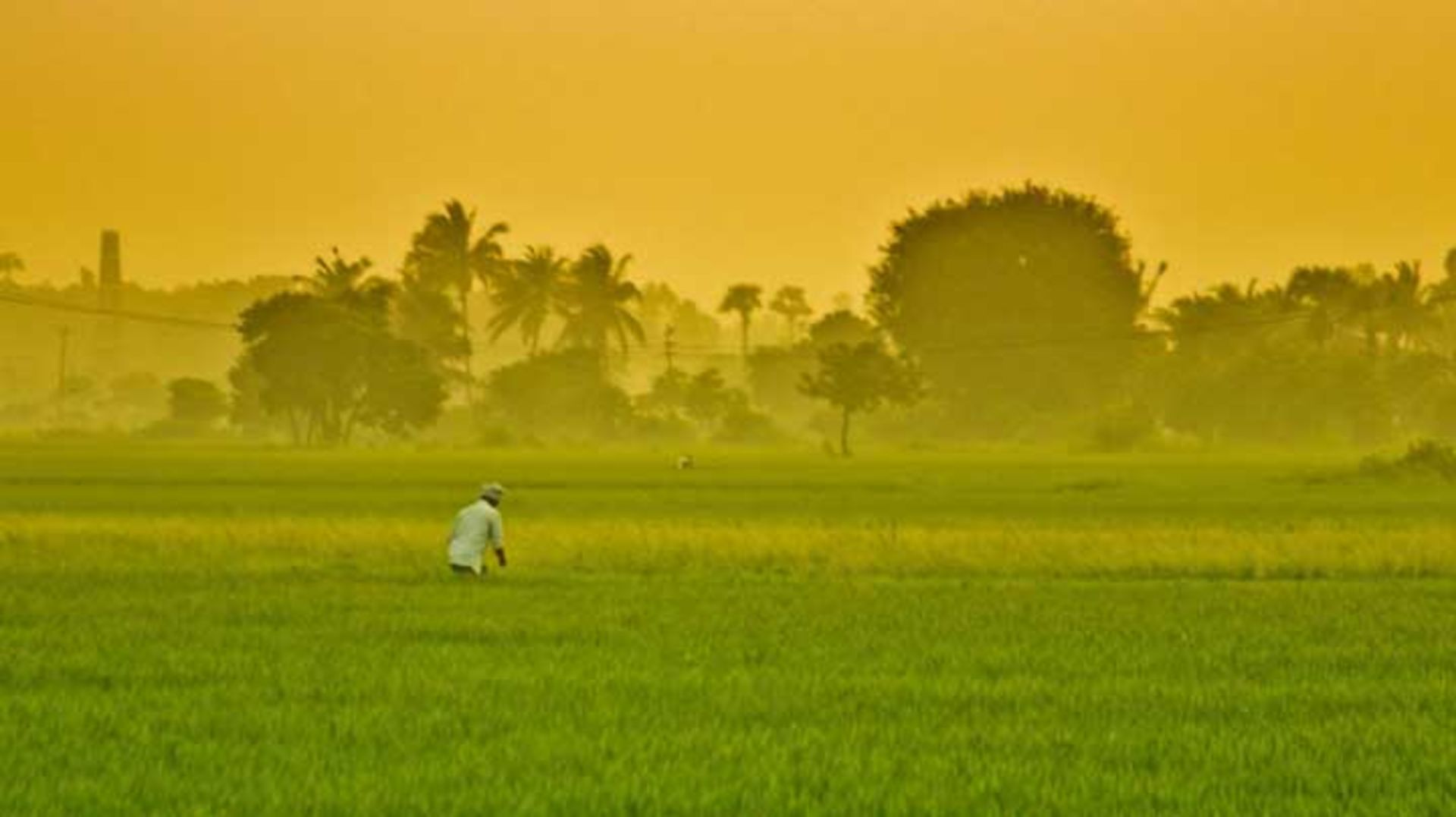 ۵. گرما به گیاهان و محصولات کشاورزی آسیب می‌رساند