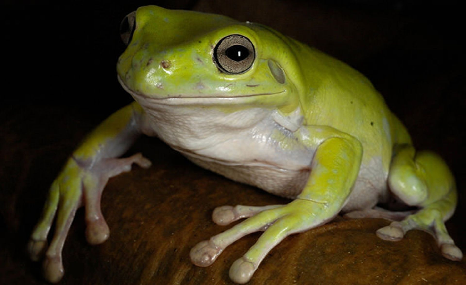 قورباغه‌ها جواهرات زیبای طبیعت