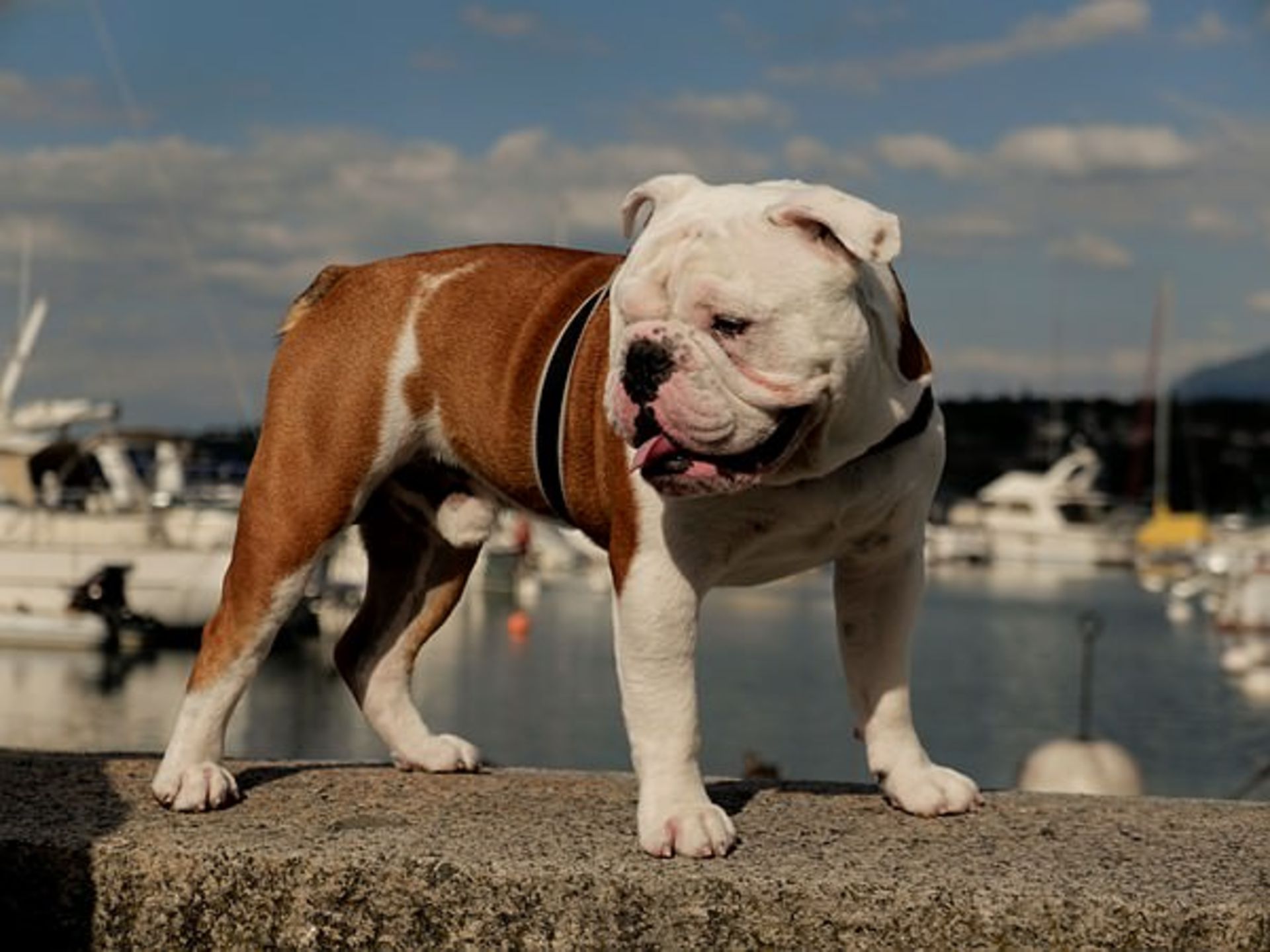 پاناسونیک لومیکس LX100 II