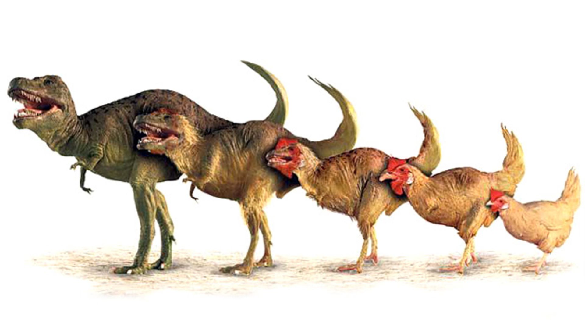 مرجع متخصصين ايران سير تكامل دايناسورها / dinosaurs shrank