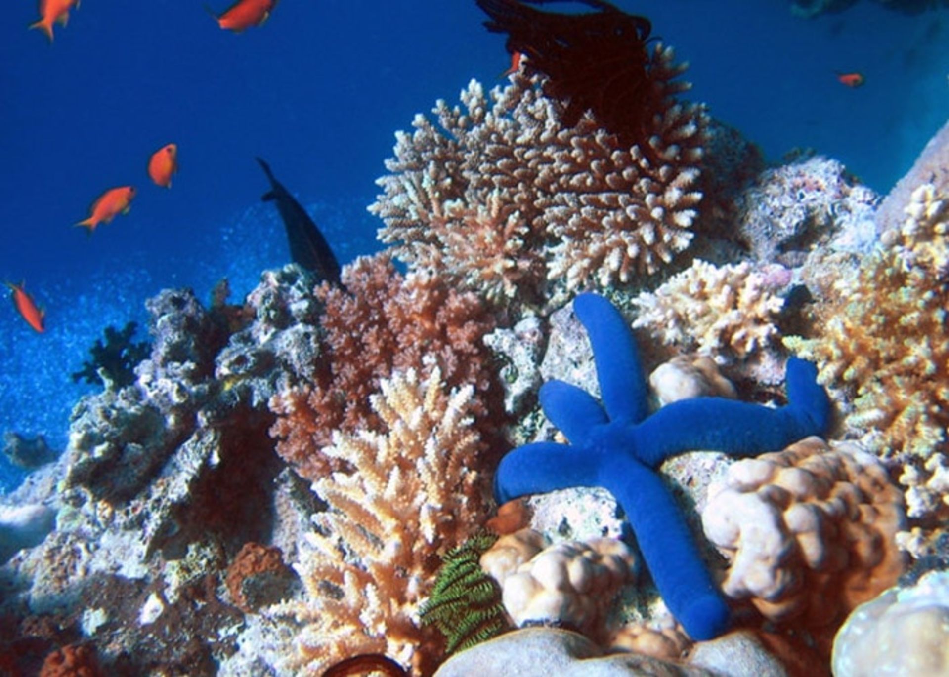 دیواره مرجانی بزرگ 