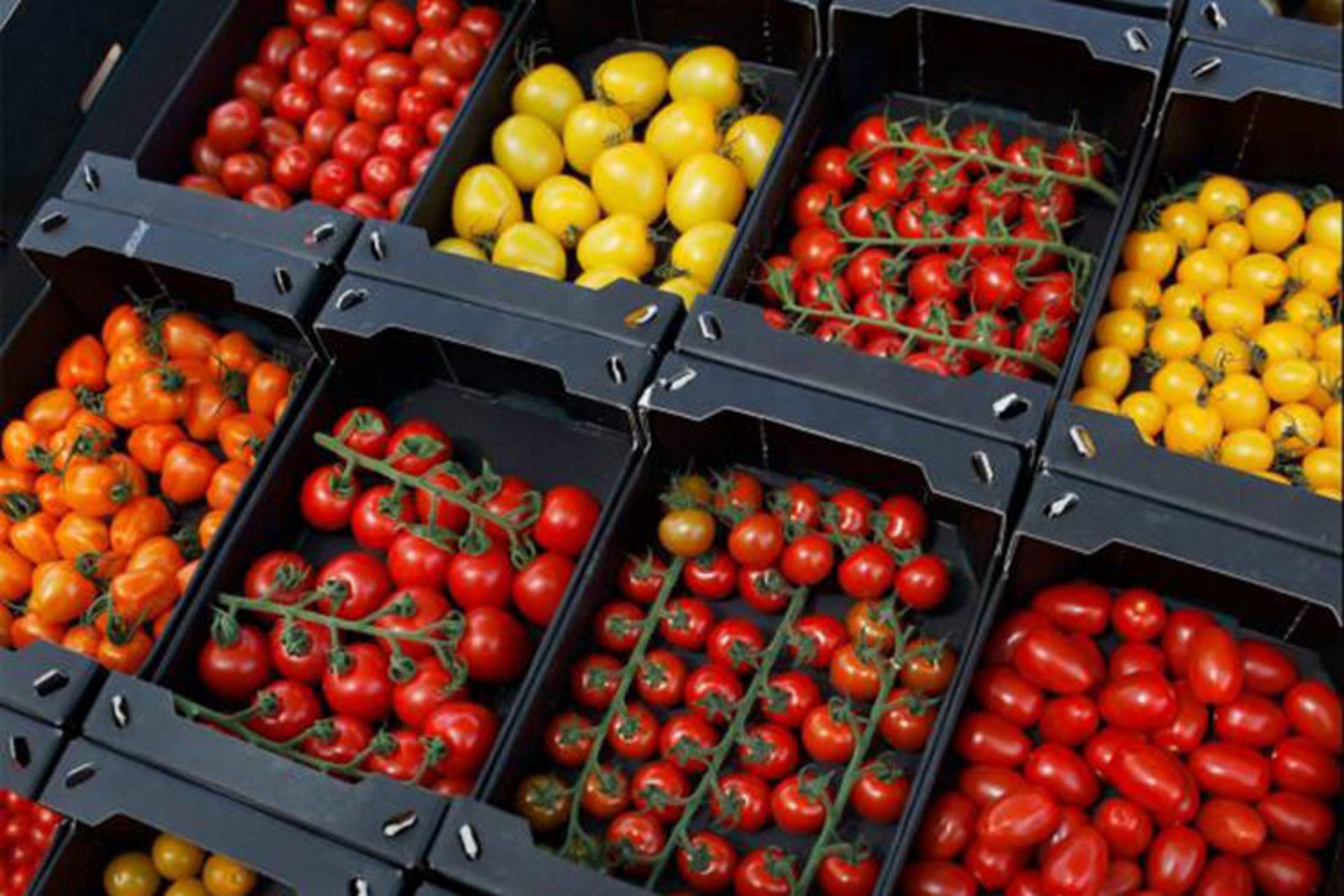 مرجع متخصصين ايران گوجه‌فرنگي هلندي / Dutch Tomatoes
