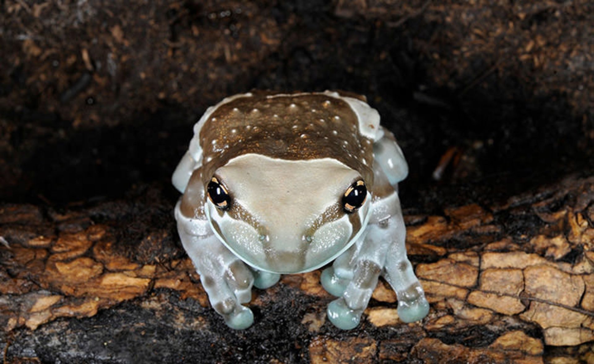 قورباغه‌ها جواهرات زیبای طبیعت