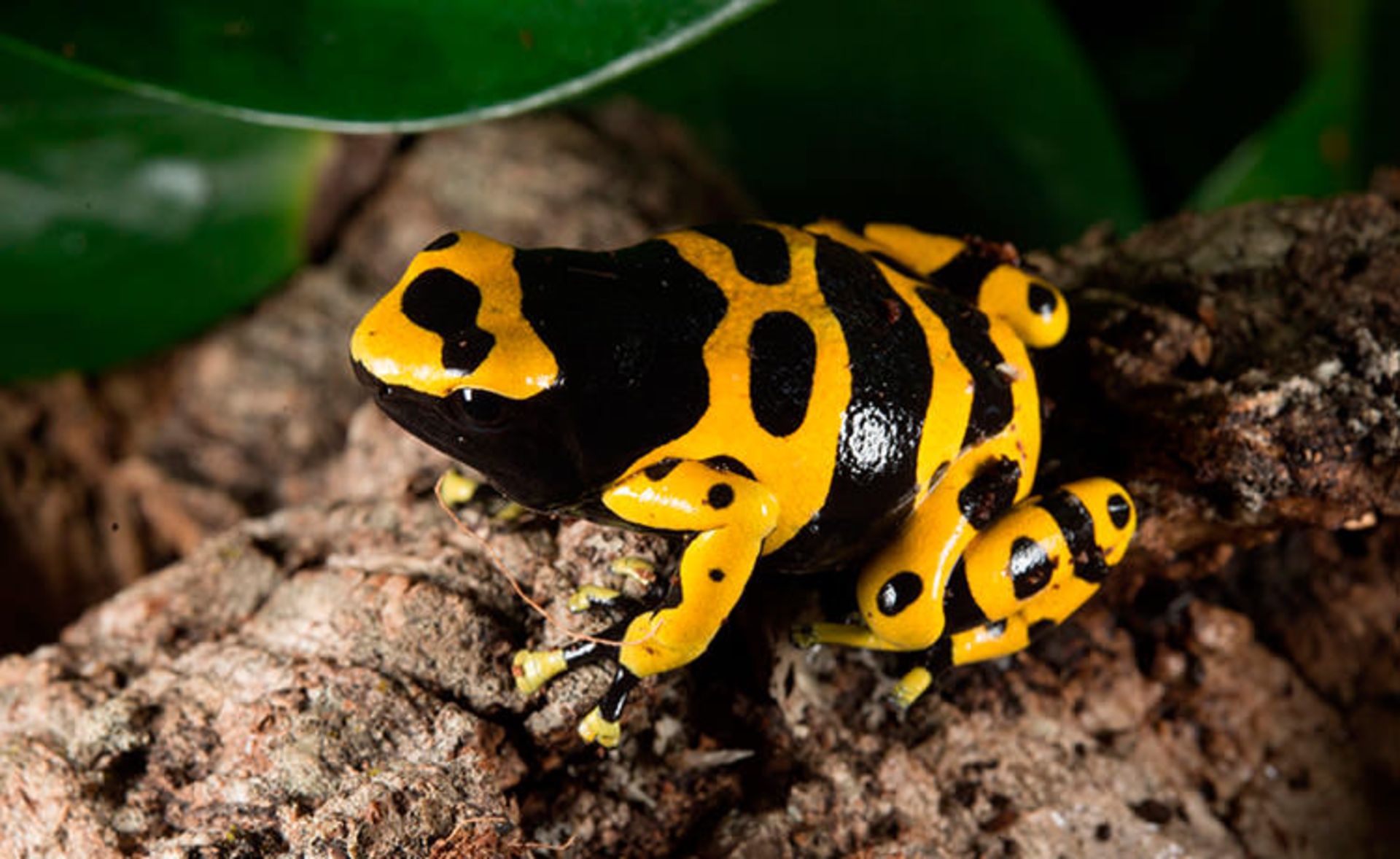 قورباغه‌ها جواهرات زیبای طبیعت