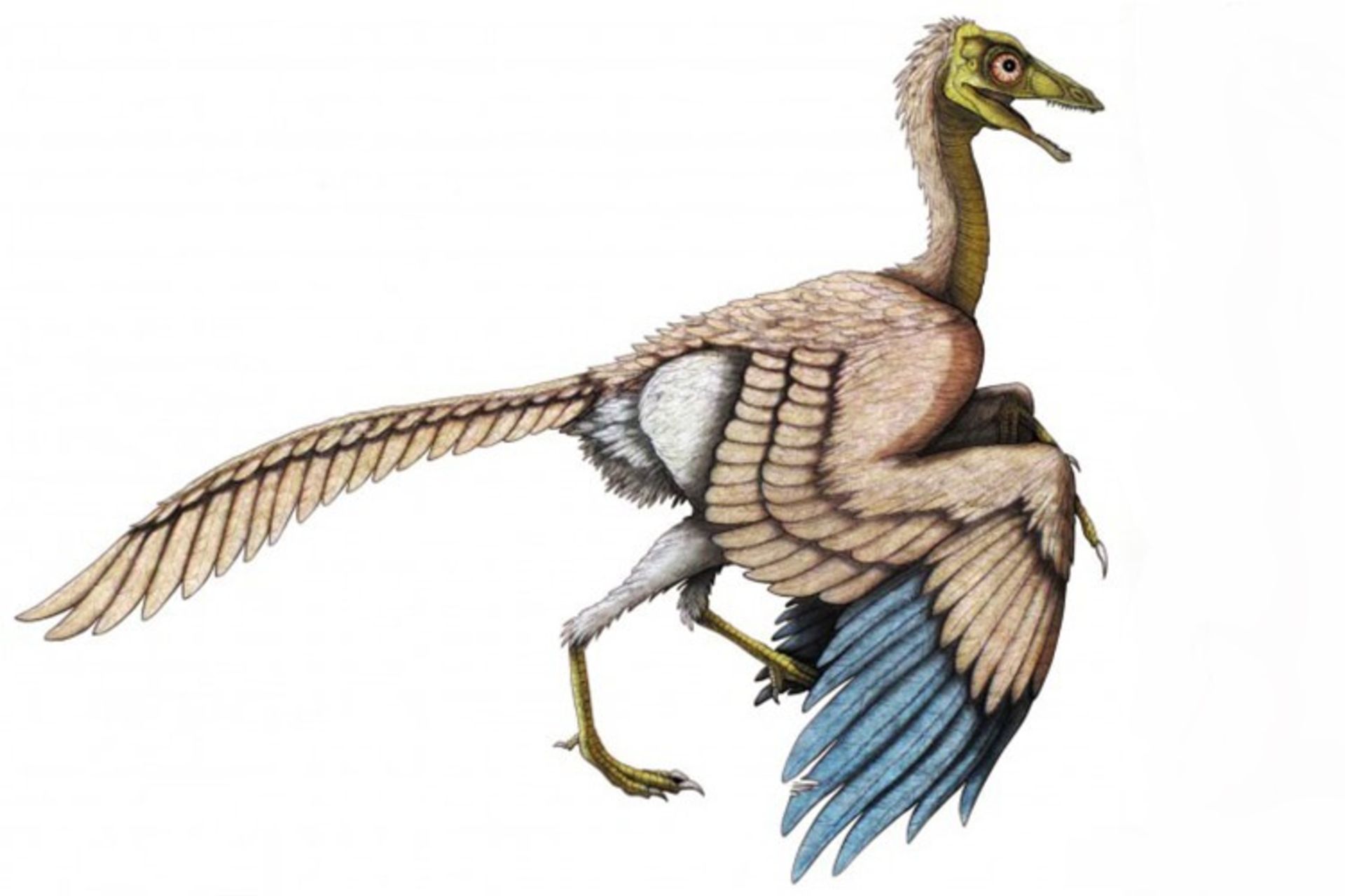 مرجع متخصصين ايران آركئوپتريكس / Archaeopteryx