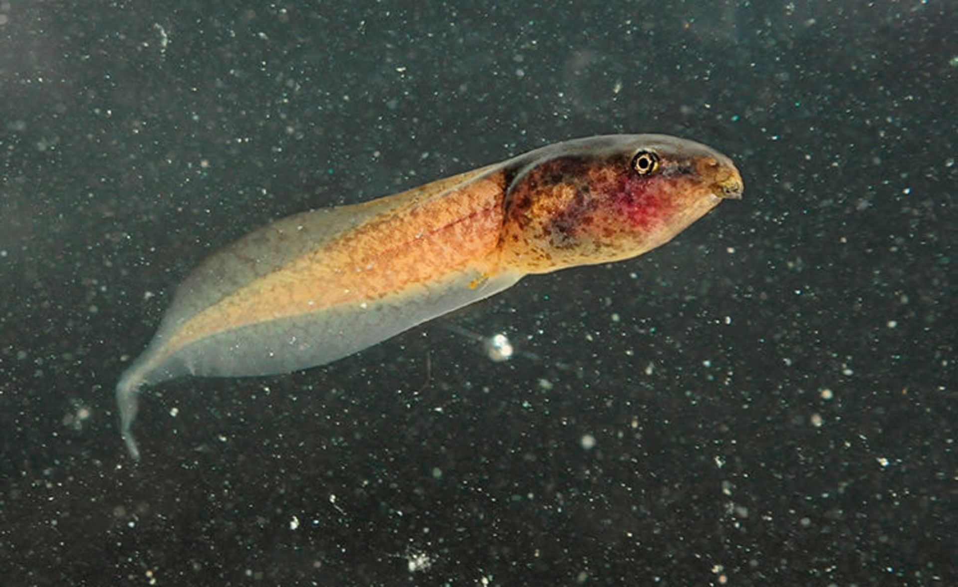 قورباغه‌ها جواهرات زیبای طبیعت