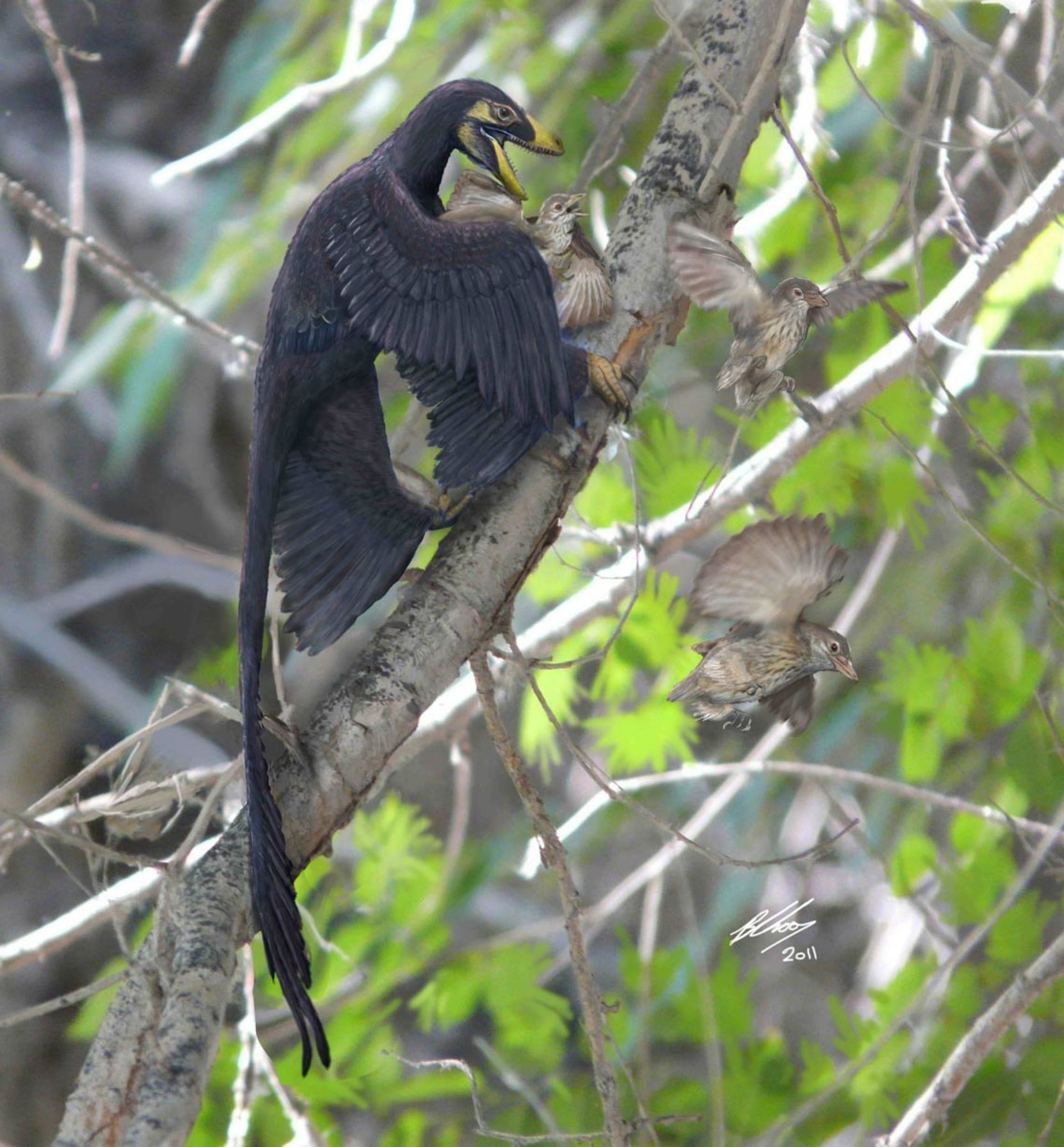 آرکیوپ تریکس / Archaeopteryx