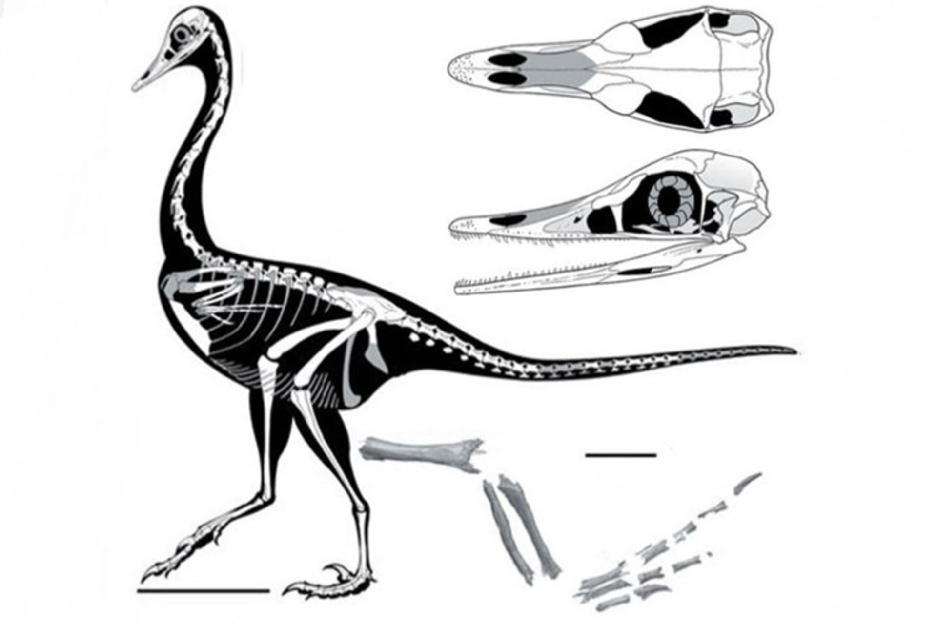 مرجع متخصصين ايران اسكلت دايناسور /  dinosaurs skeletone