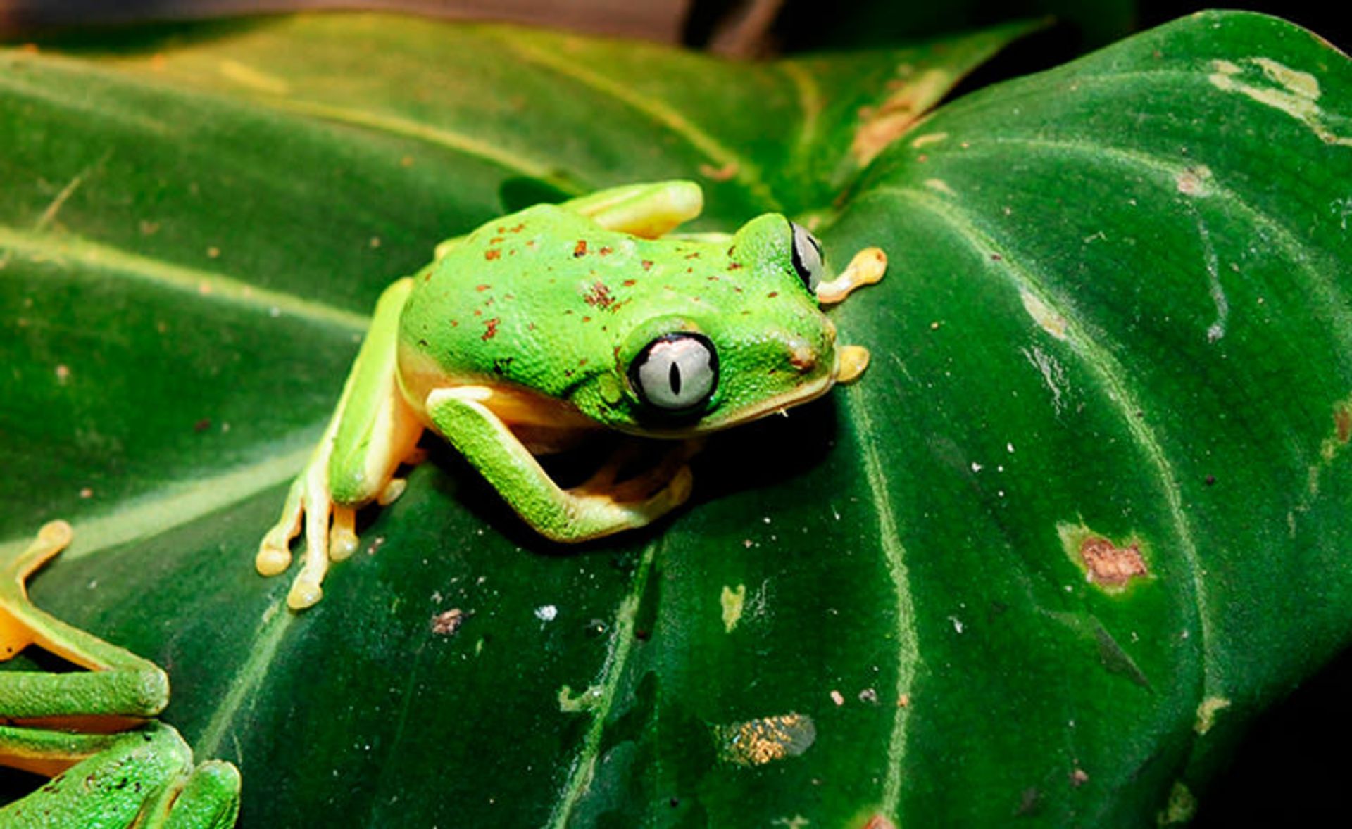 قورباغه‌ها جواهرات زیبای طبیعت