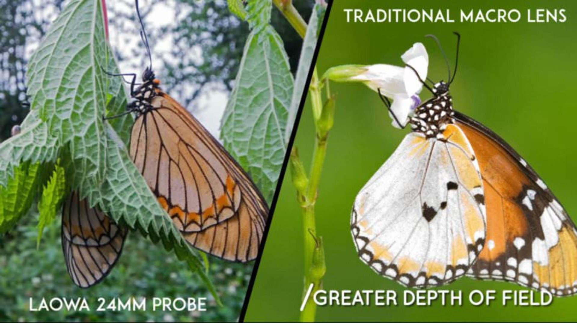 لنز ماکرو ۲۴ میلی‌متری لائوا laowa