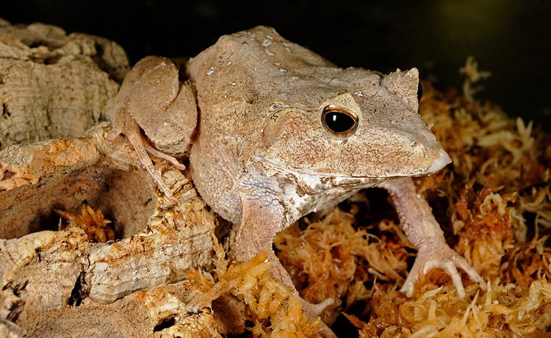 قورباغه‌ها جواهرات زیبای طبیعت