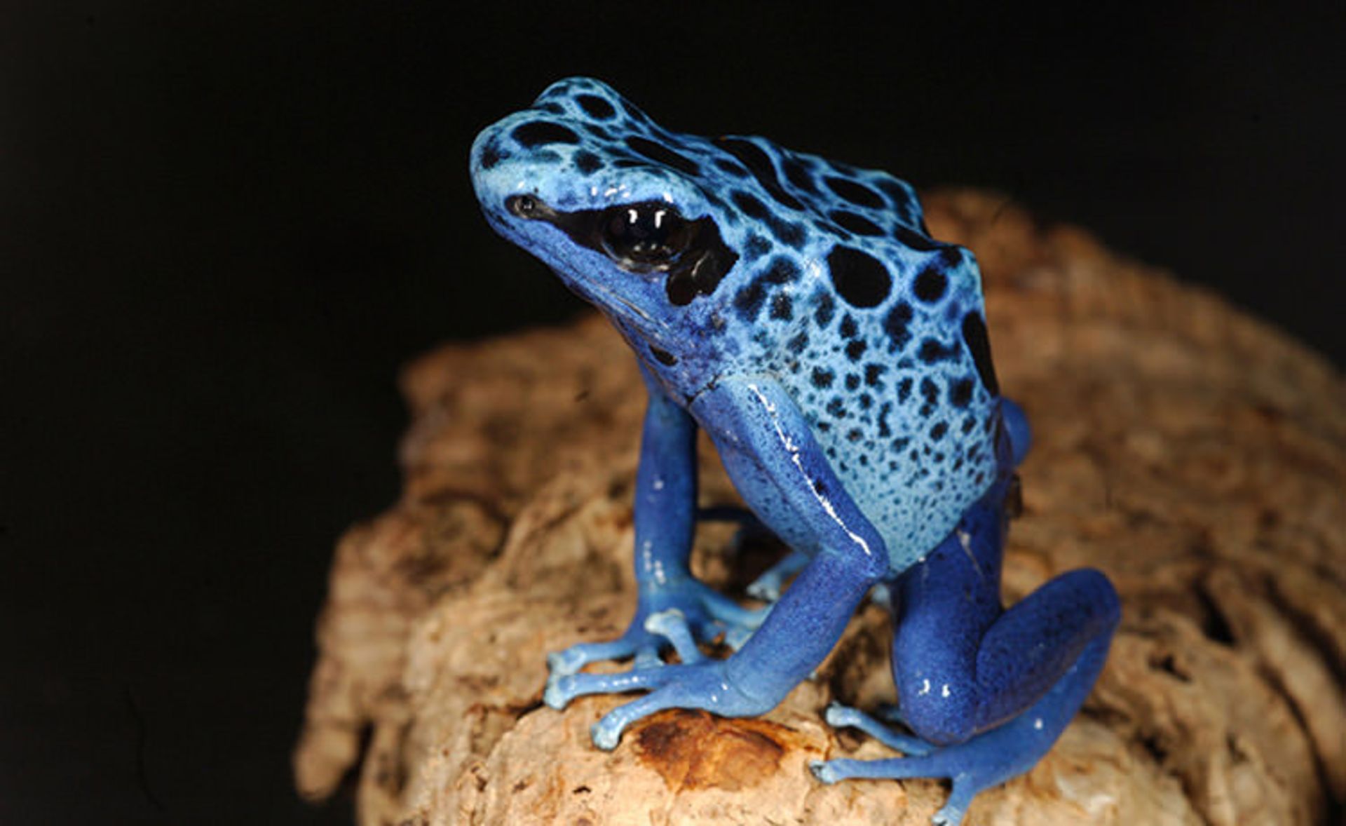 قورباغه‌ها جواهرات زیبای طبیعت