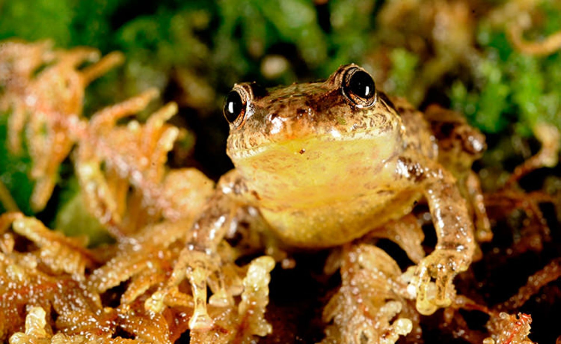 قورباغه‌ها جواهرات زیبای طبیعت