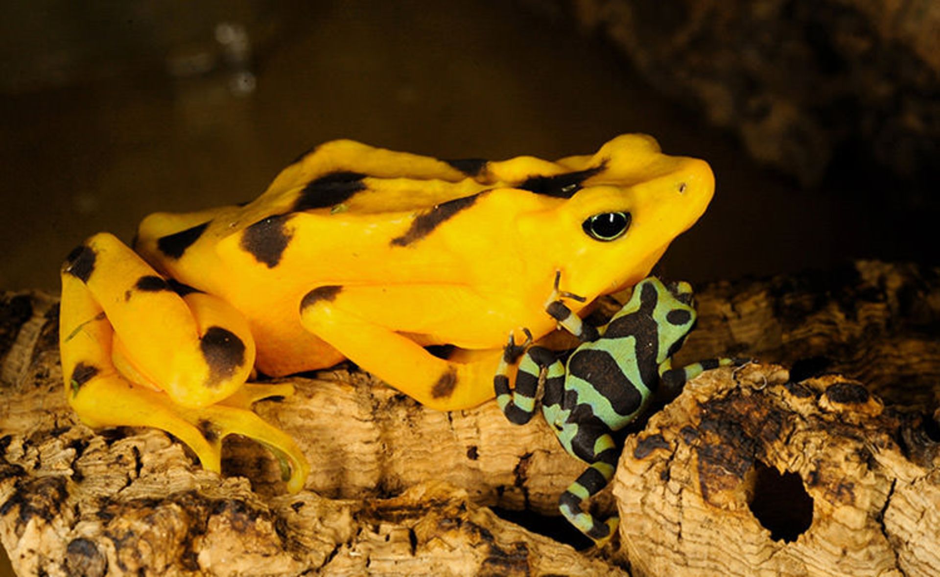 قورباغه‌ها جواهرات زیبای طبیعت