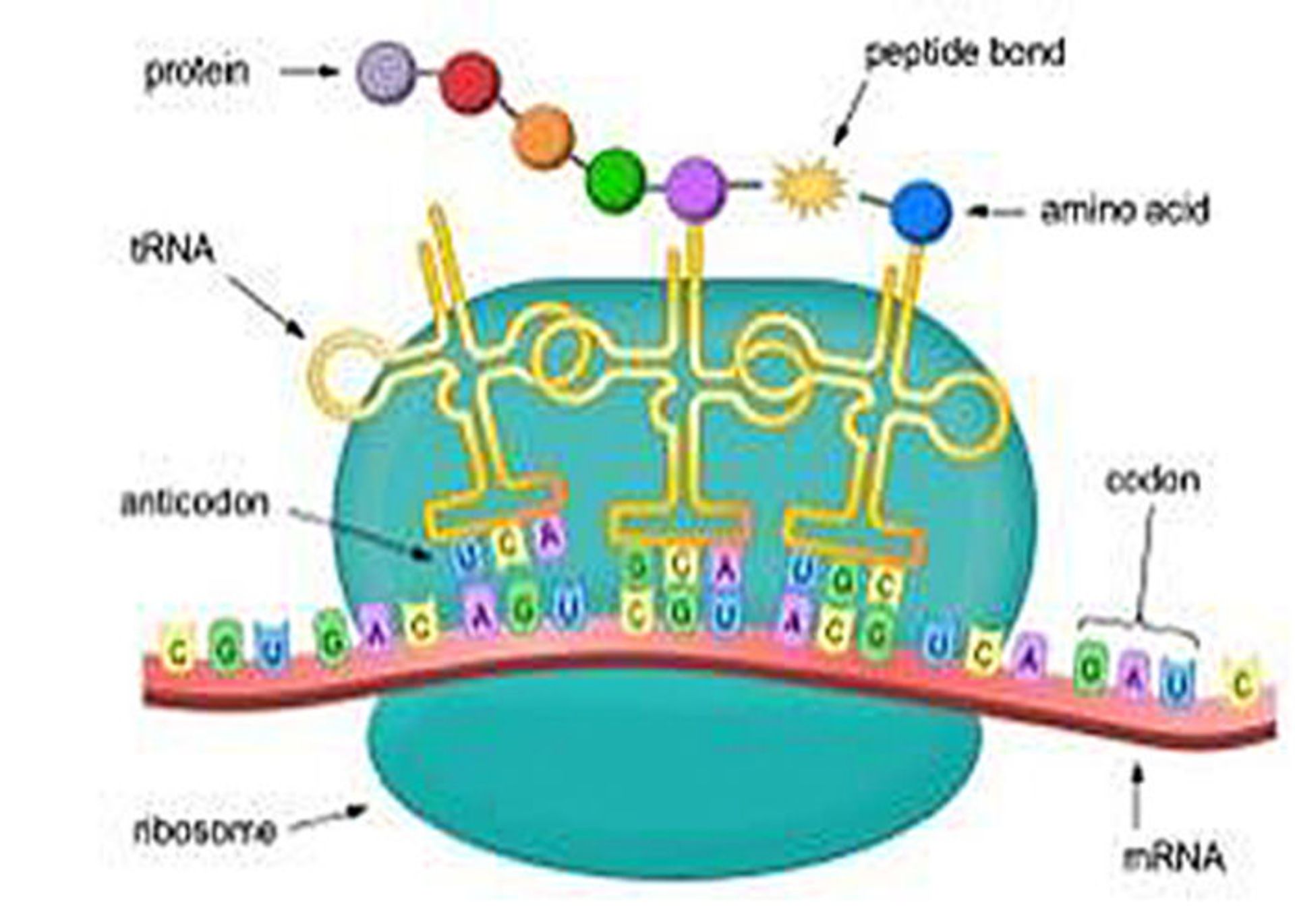 ساخت پروتئین در ریبوزوم