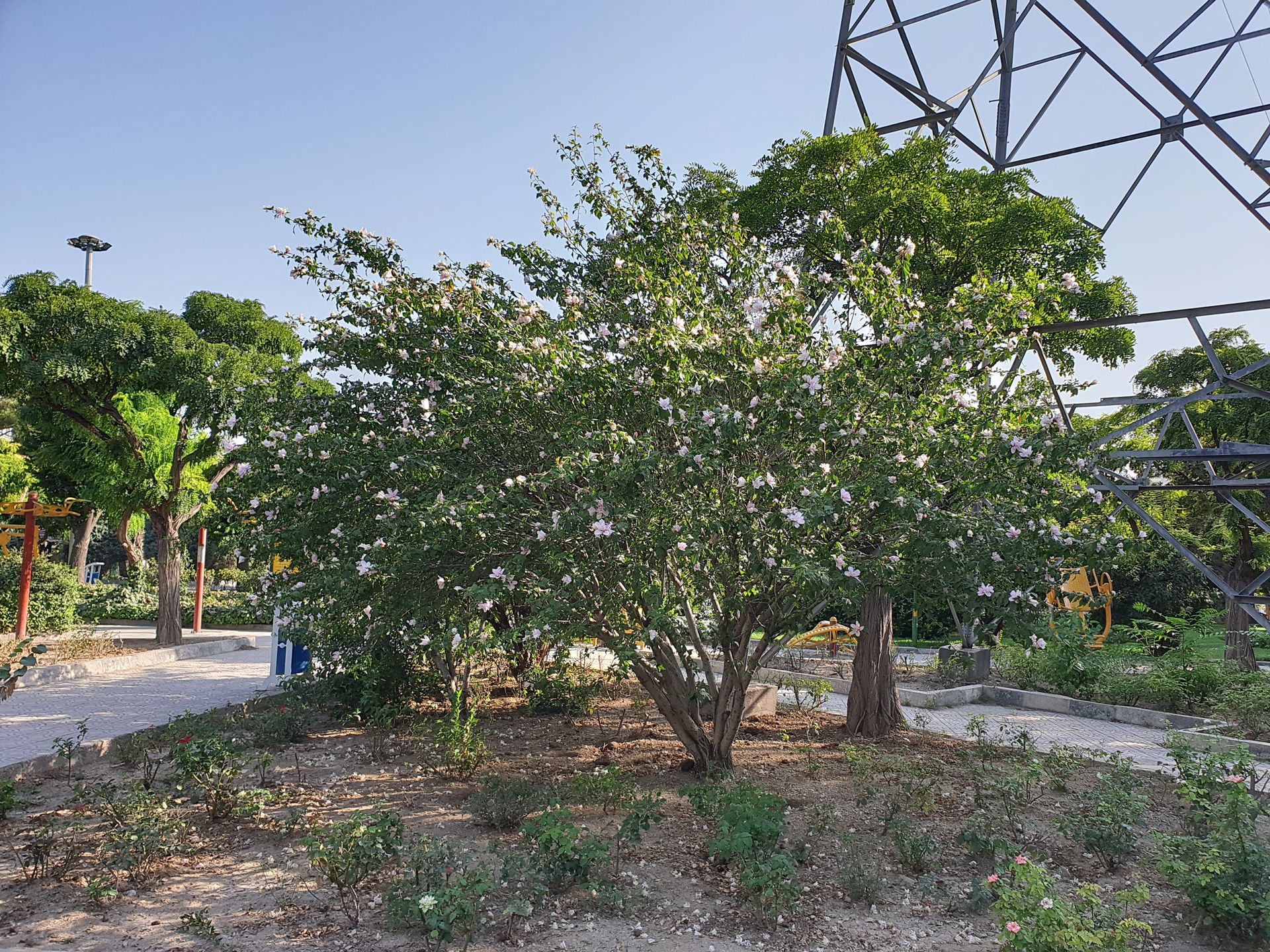 نمونه عکس اولیه گلکسی نوت ۹