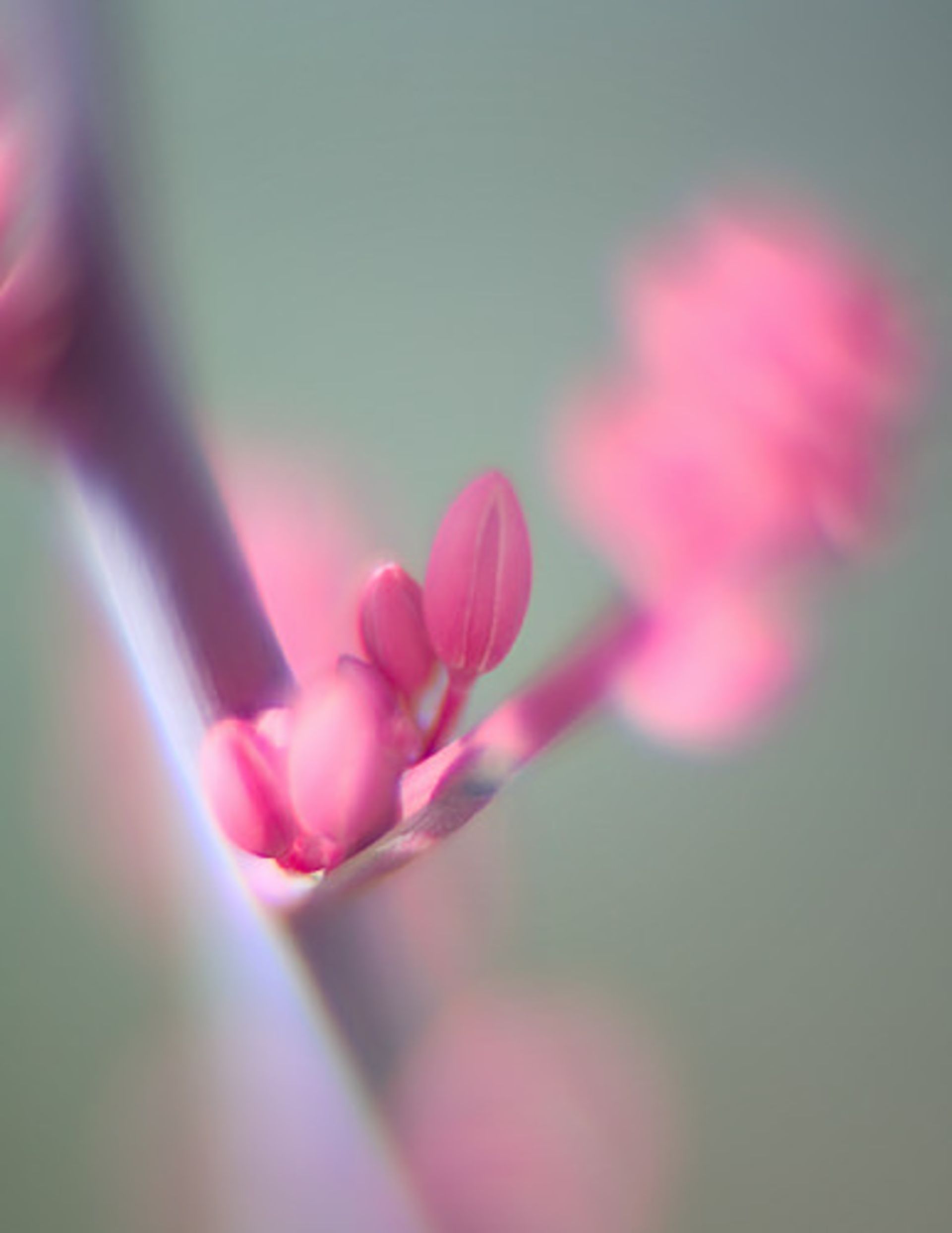 لنز با دیافراگم بازتر از f/1.0