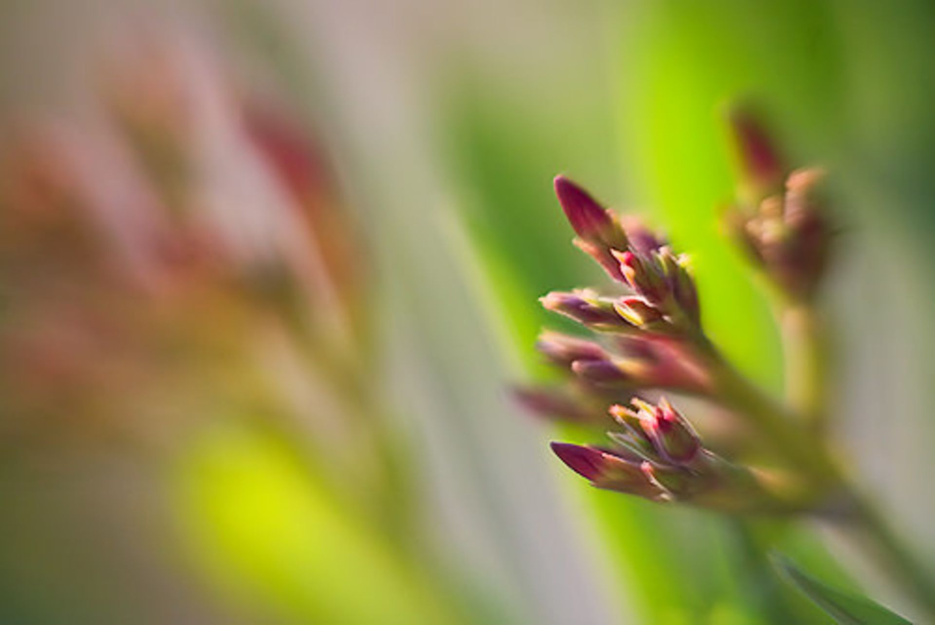 لنز با دیافراگم بازتر از f/1.0