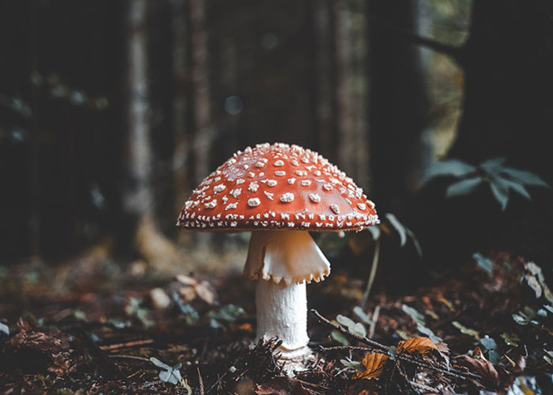 ماکرو(MACROPIC)