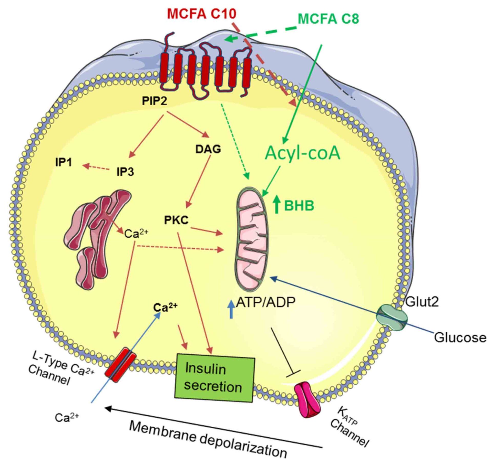 نواقص ژنتیکی سلول های بتا / Genetic defects of β-cell function