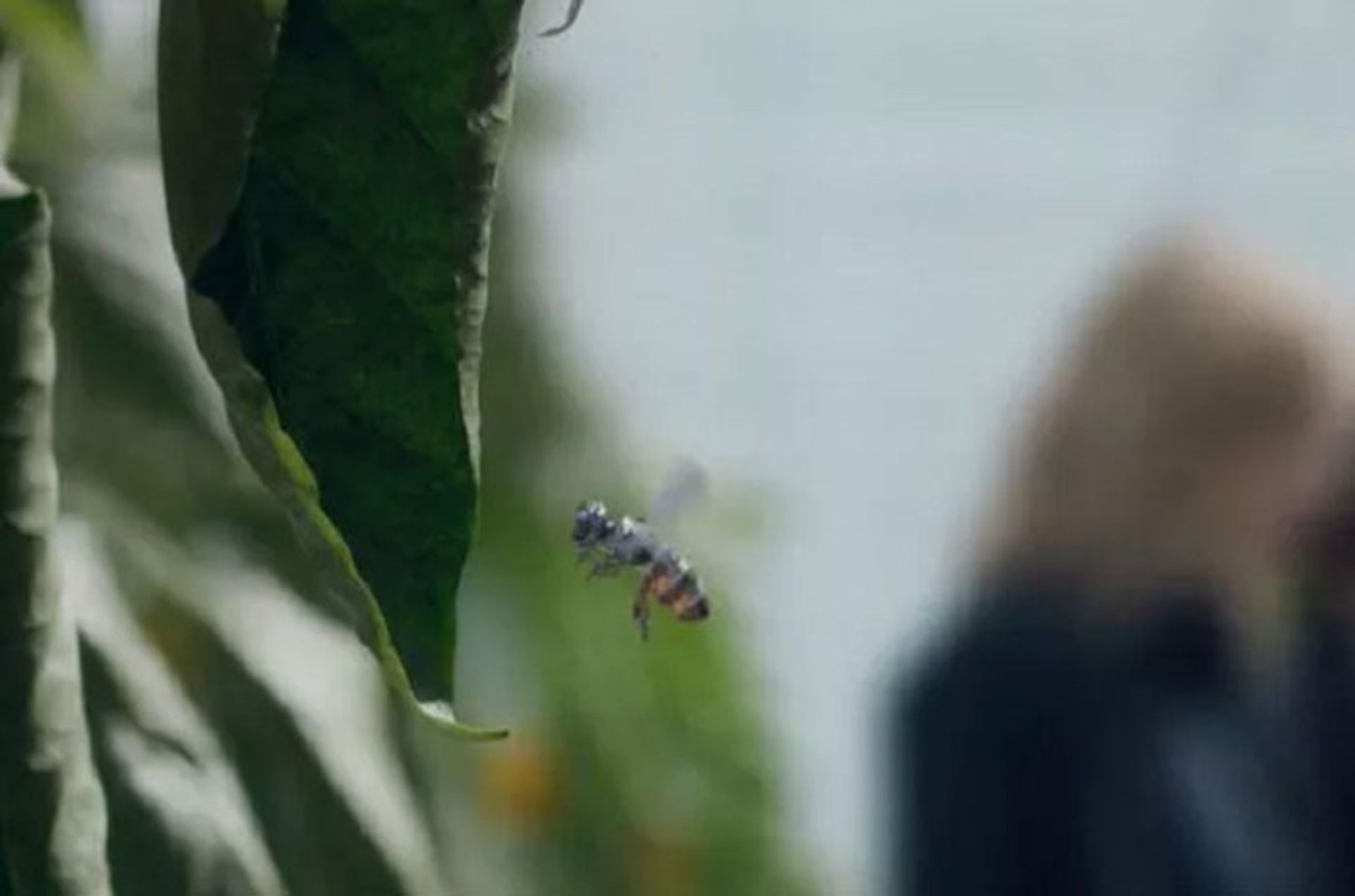 black mirror / آینه سیاه