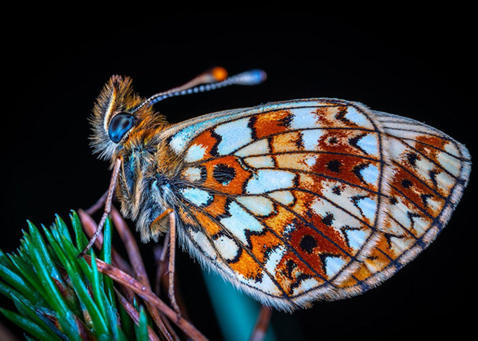 ماکرو(MACROPIC)