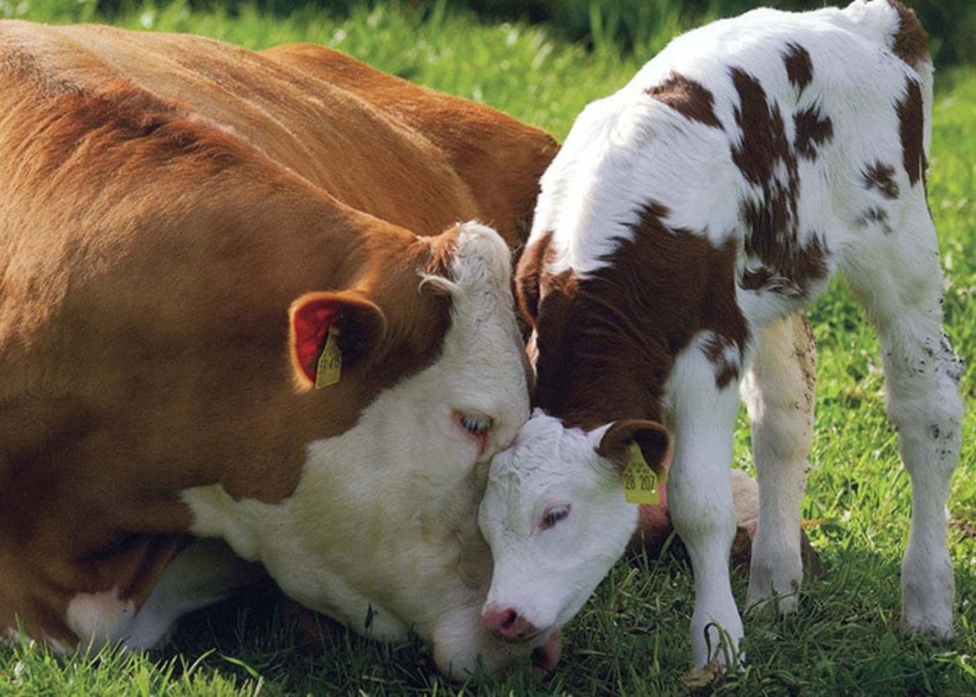 رفاه دام شیری